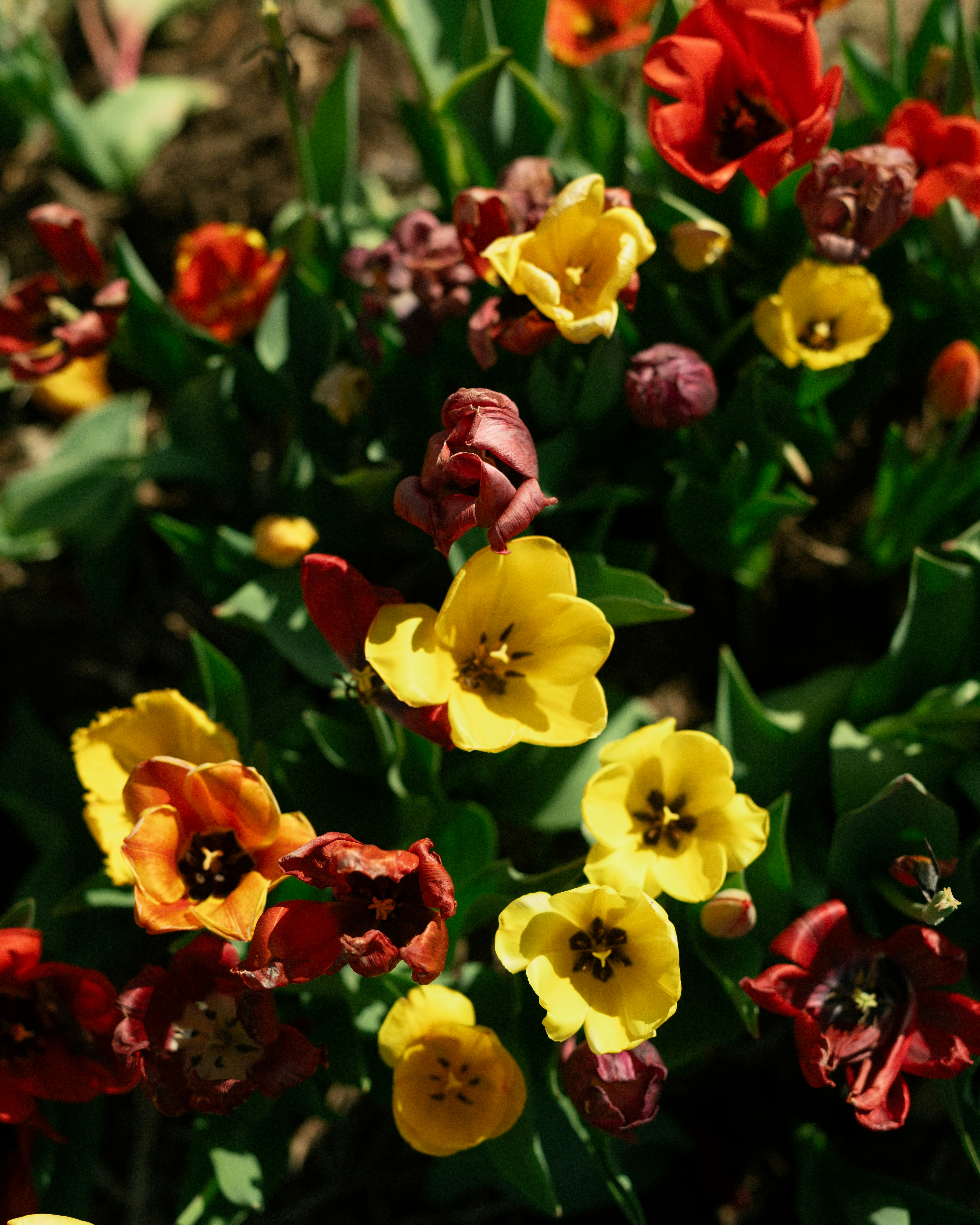 A colorful bed of blooming tulips in various shades