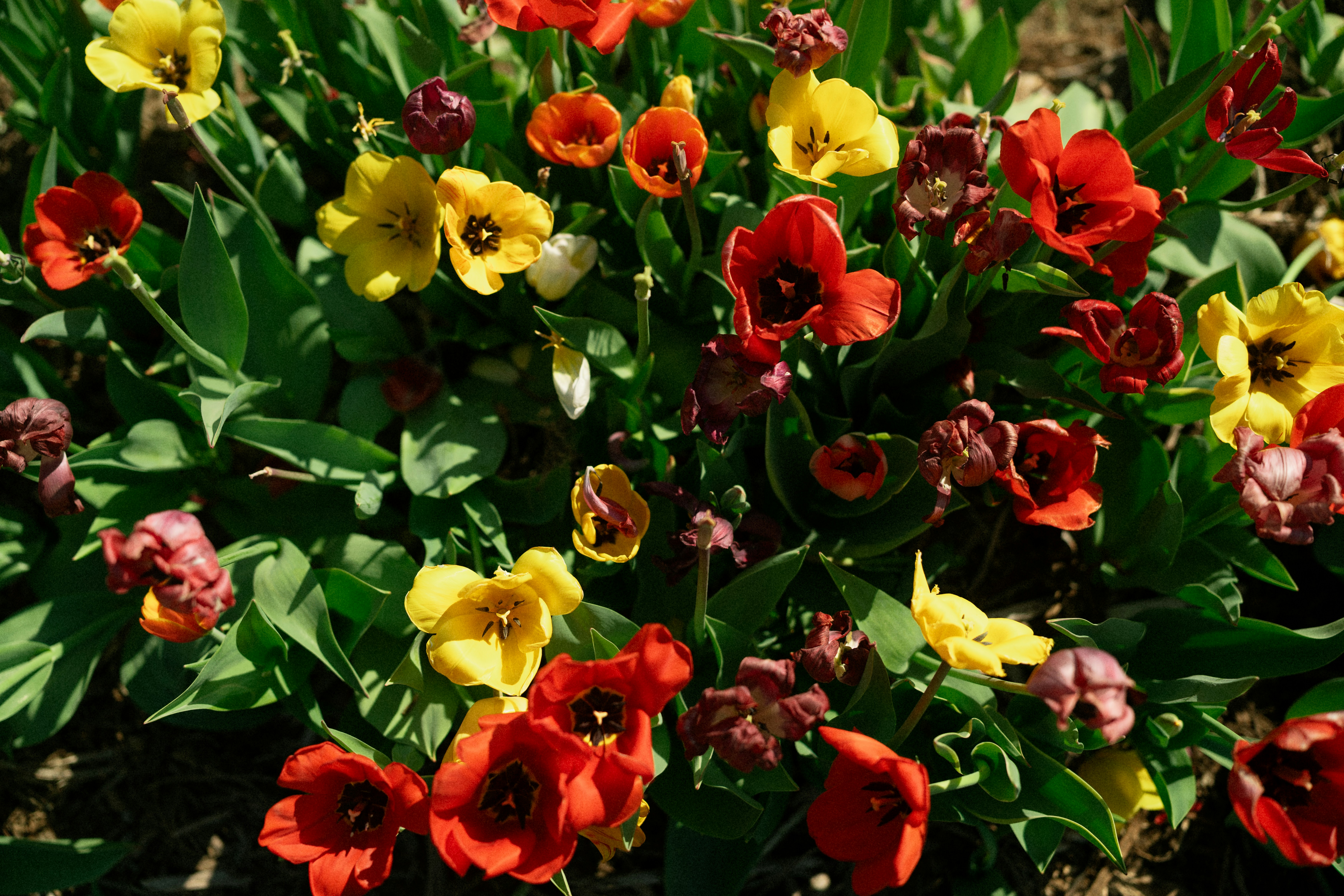 A vibrant cluster of red and yellow tulips in bloom