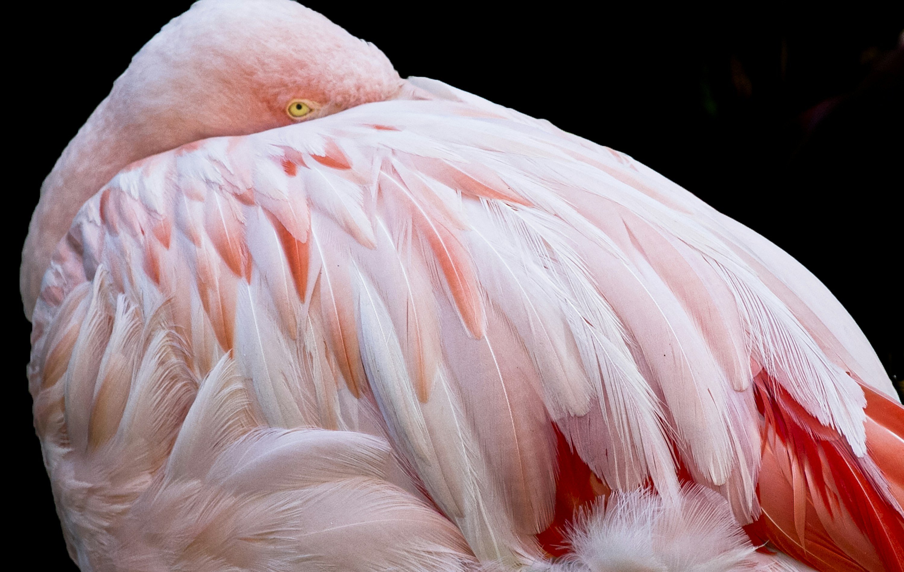 Ein rosa Flamingo steckt seinen Kopf in seine Federn.