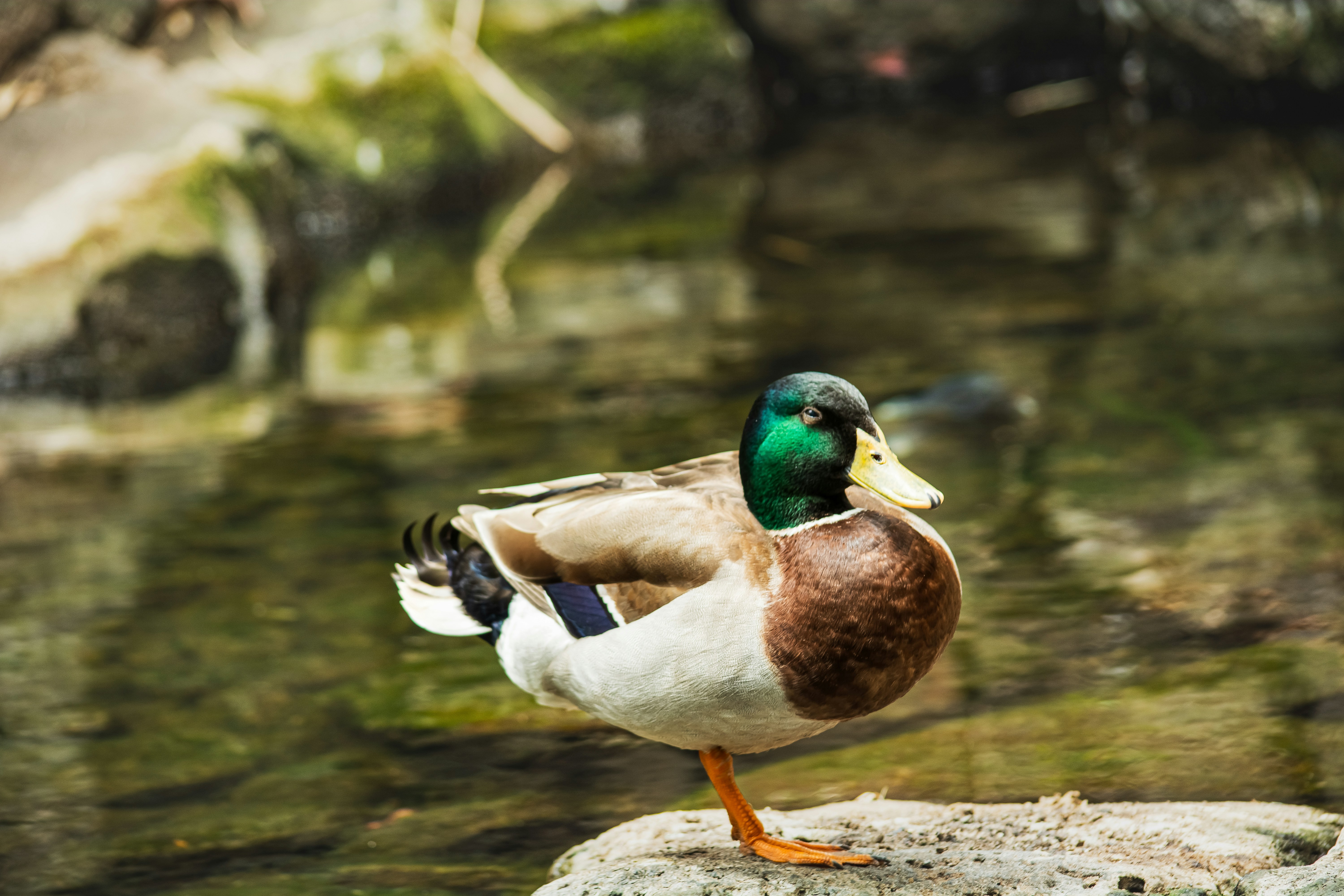 Um pato-real está em uma rocha à beira da água.