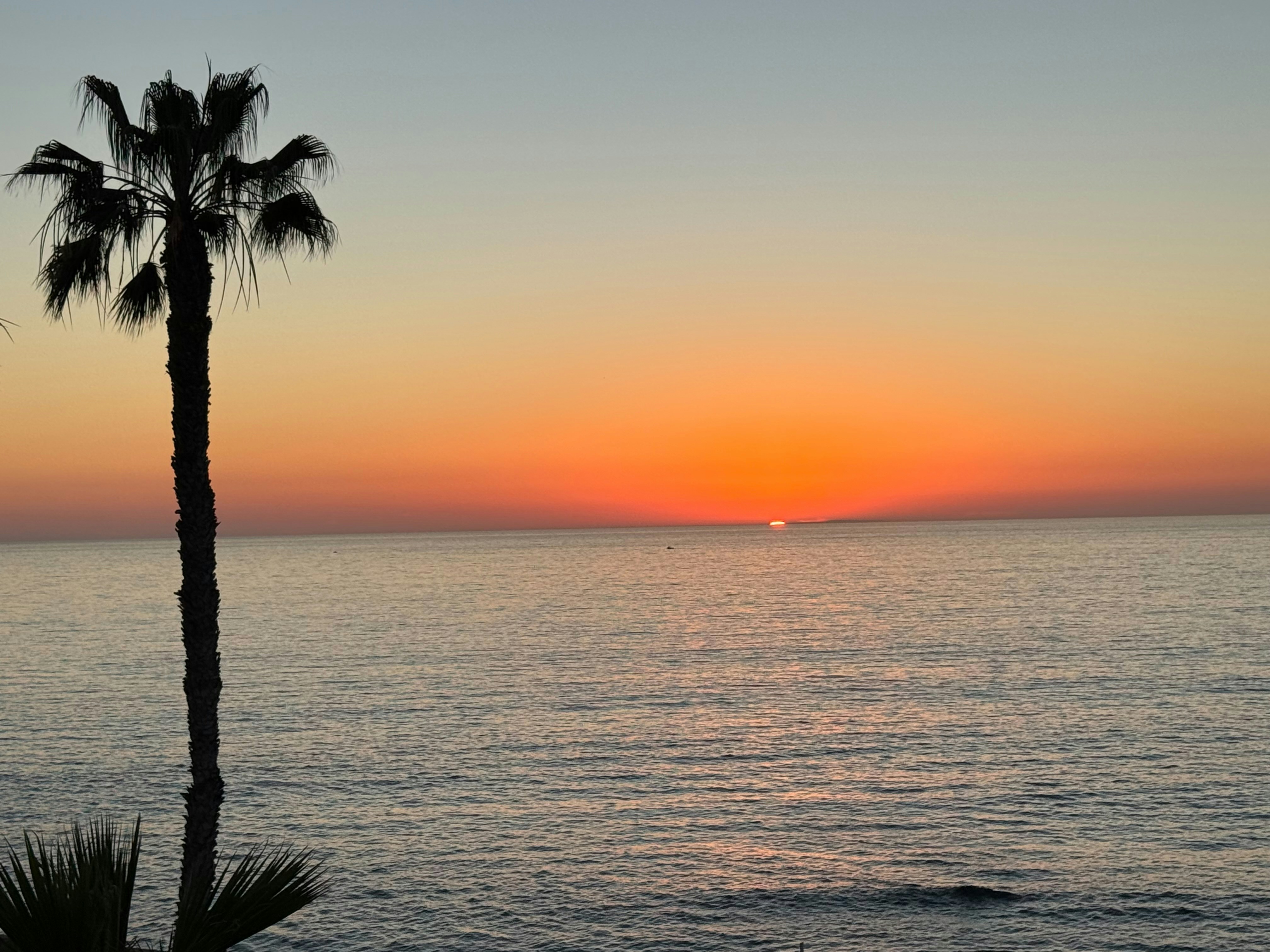 Palm tree silhouetted against a vibrant ocean sunset.
