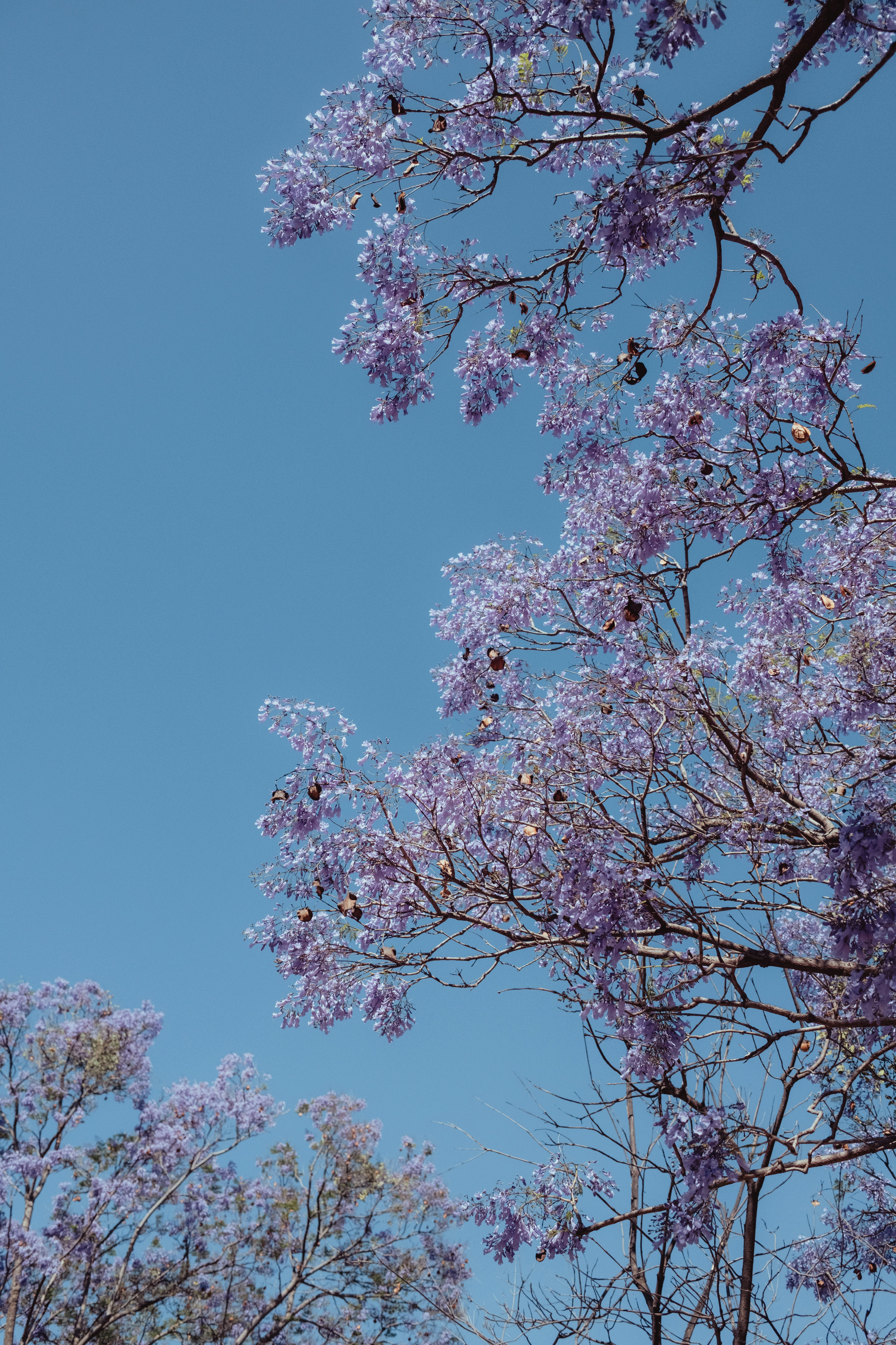 澄んだ青空に紫のジャカランダの花が咲いています。