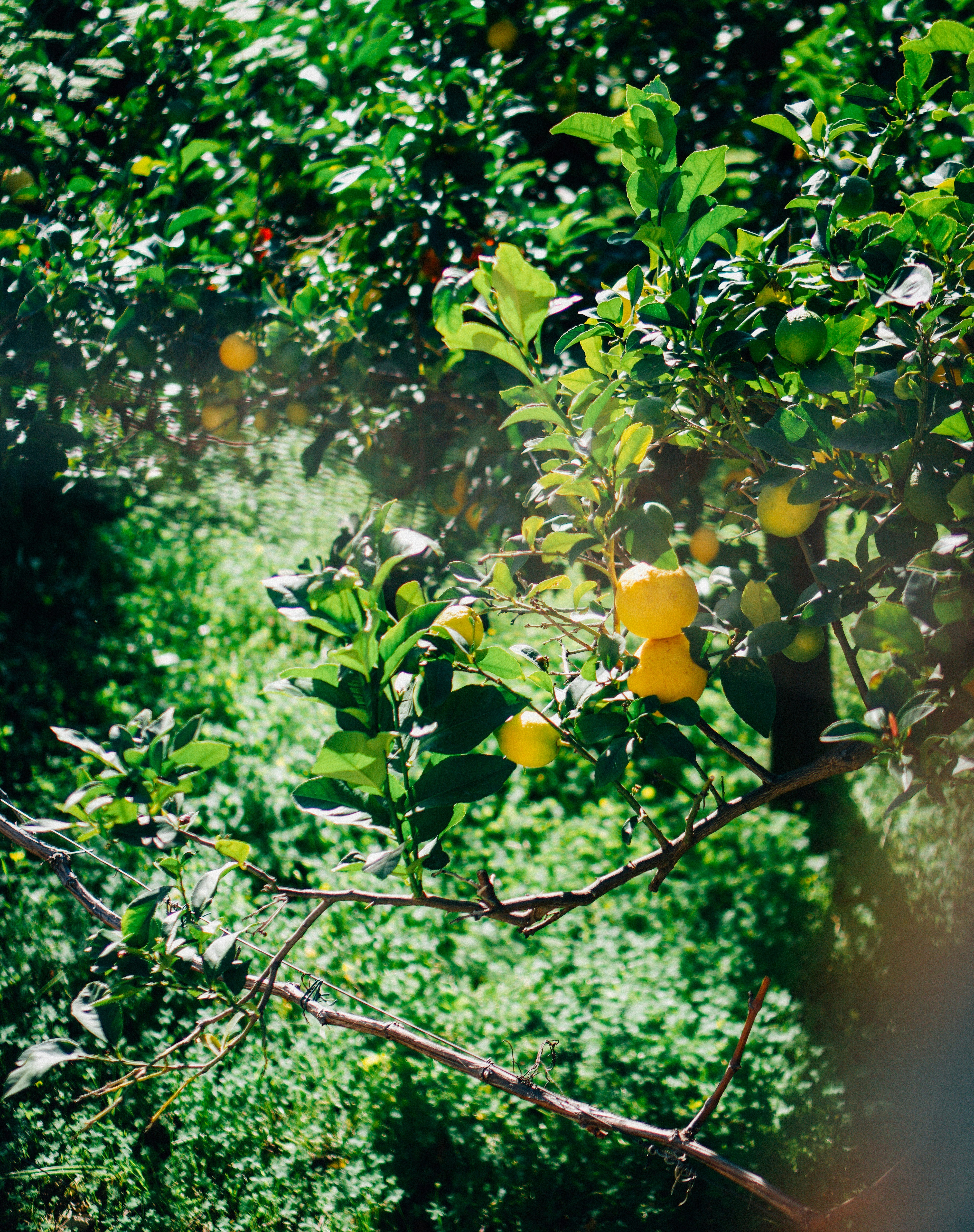 Yellow lemons hanging on a tree branch