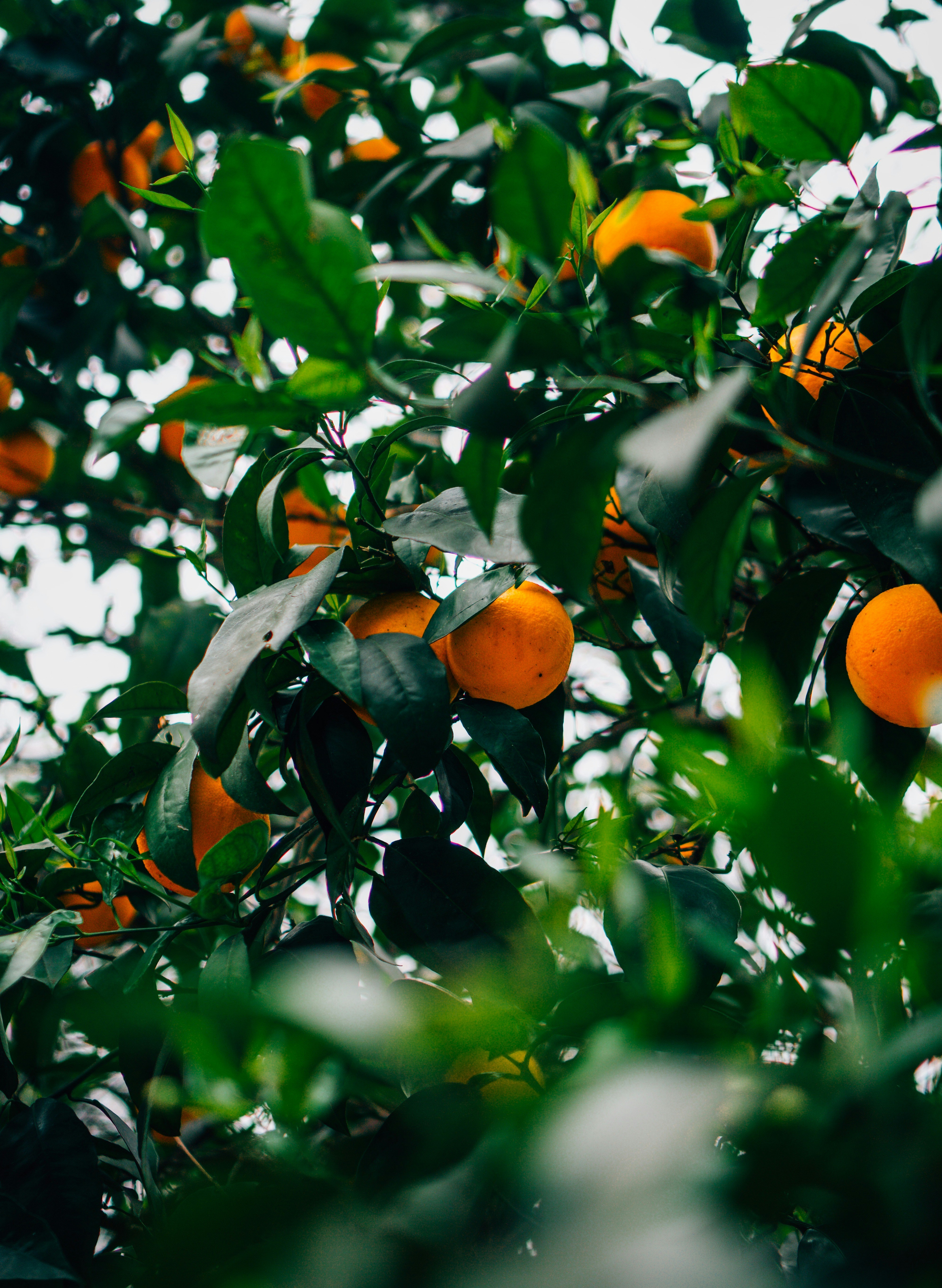 Oranges growing on a tree with green leaves