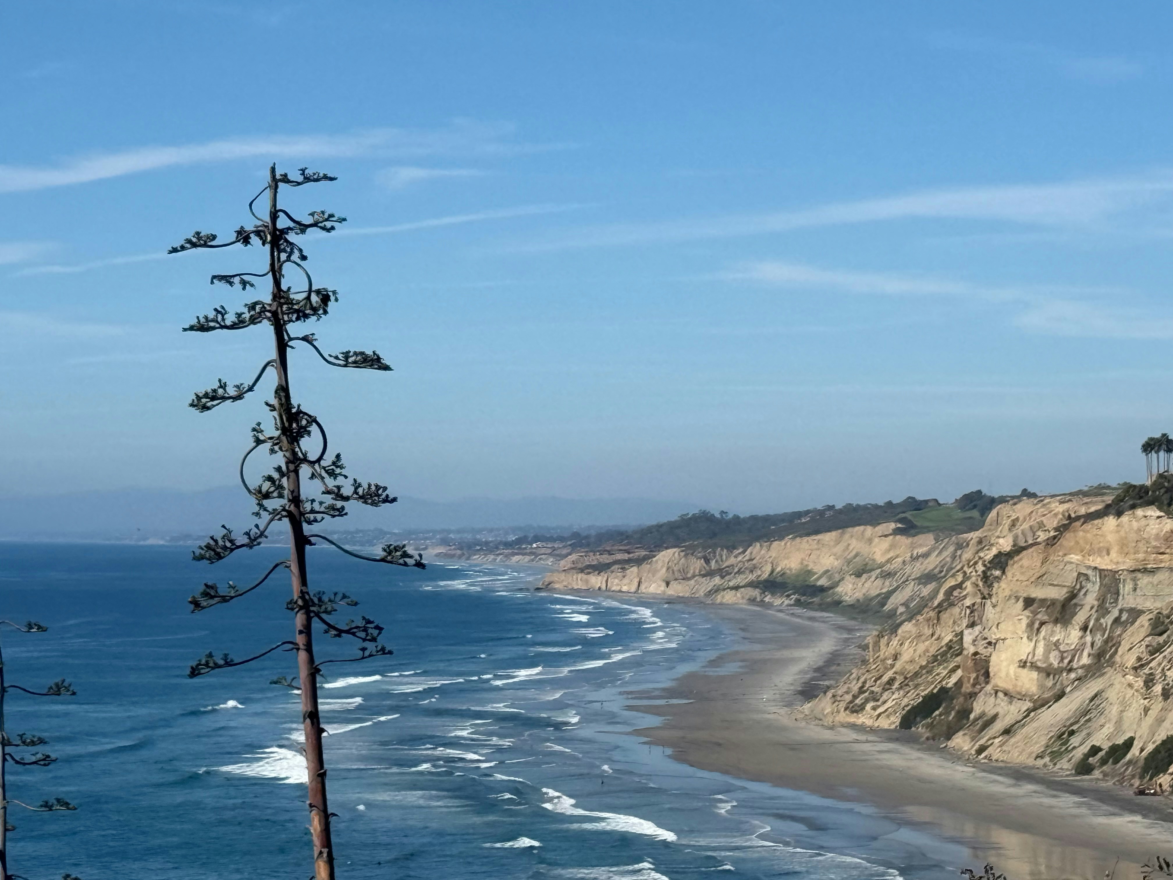 Tall tree overlooks a coastal cliff and ocean.