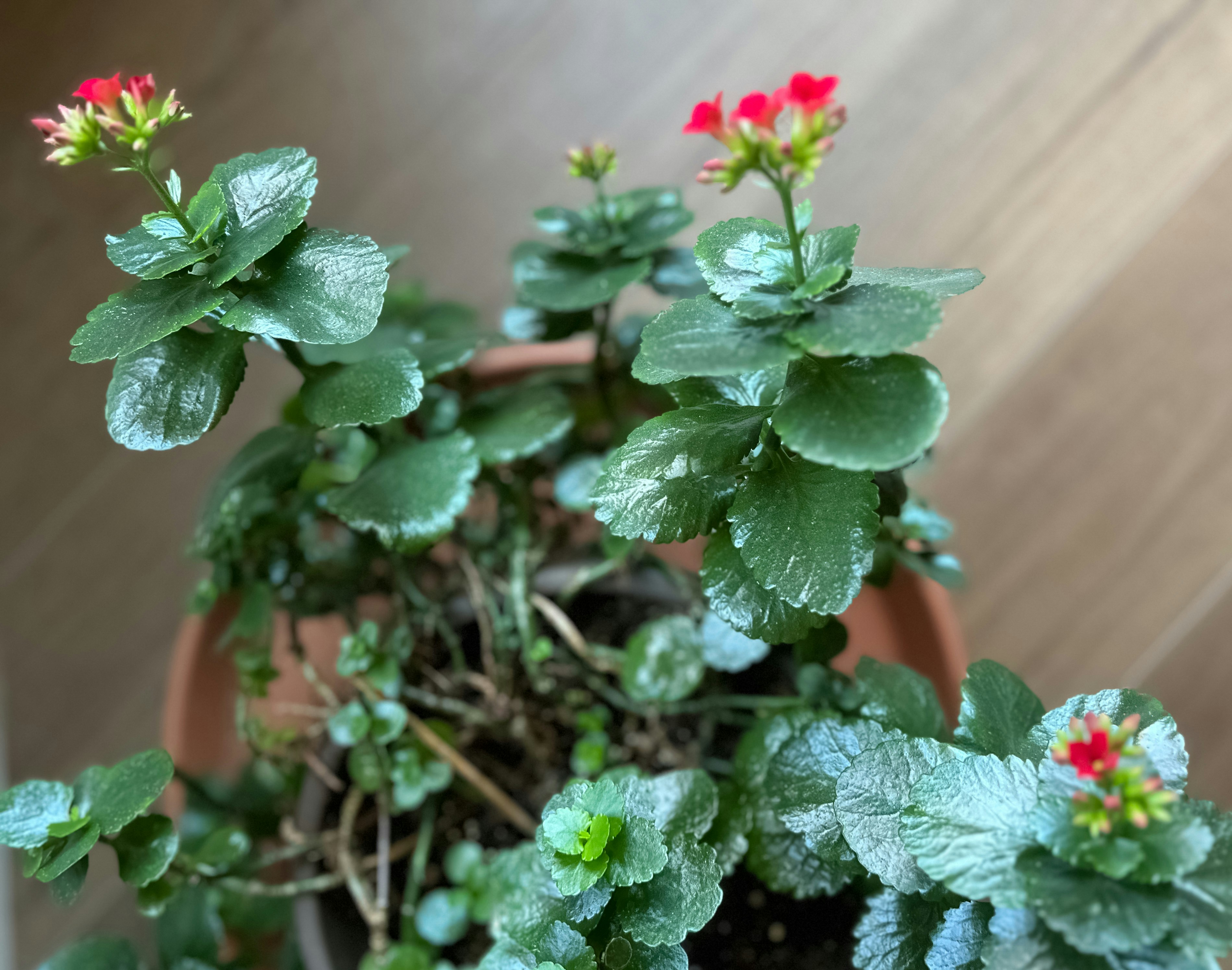 Una planta en maceta con pequeñas flores rojas y hojas verdes