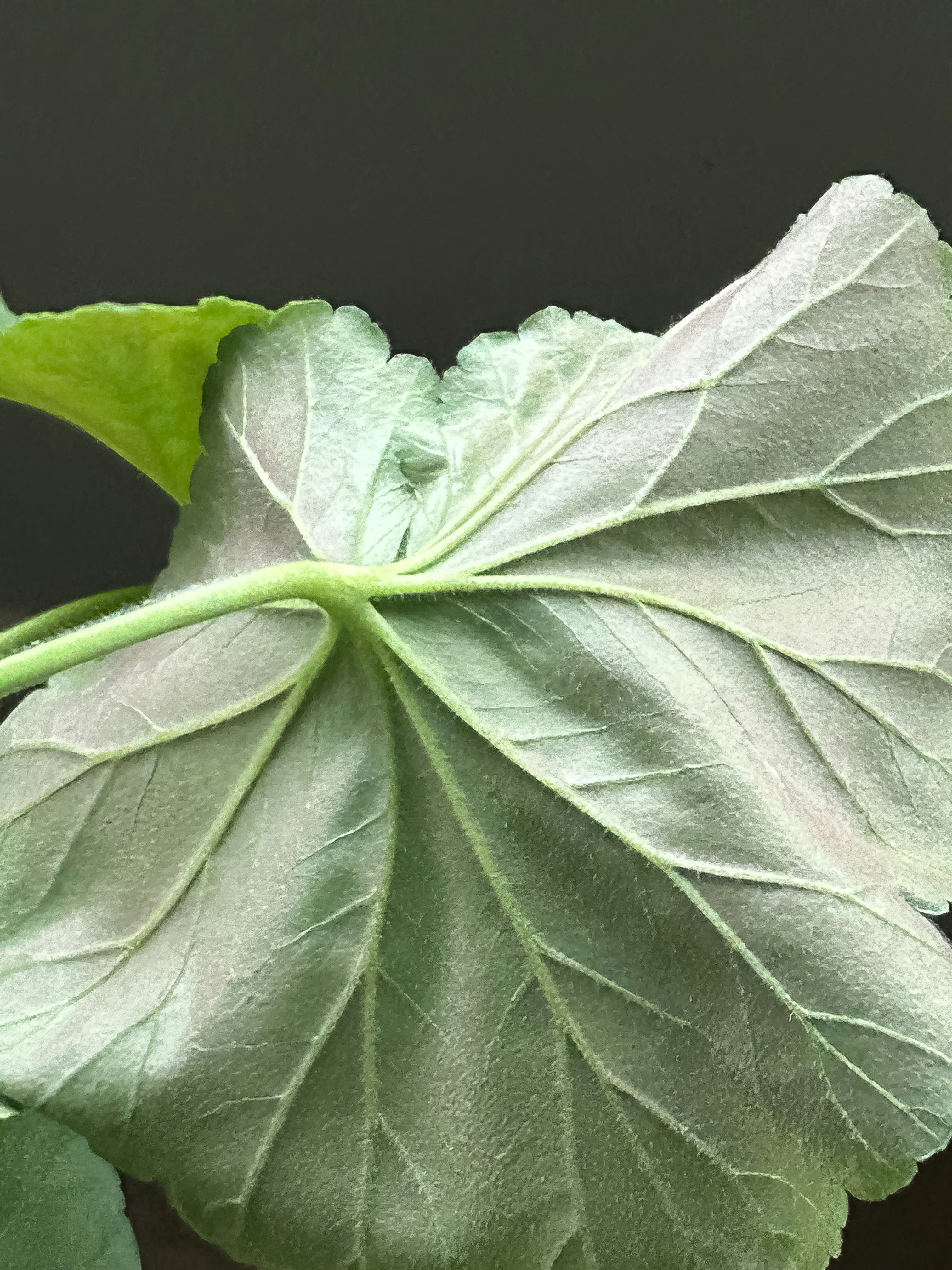 Reverso de una hoja verde con venas prominentes