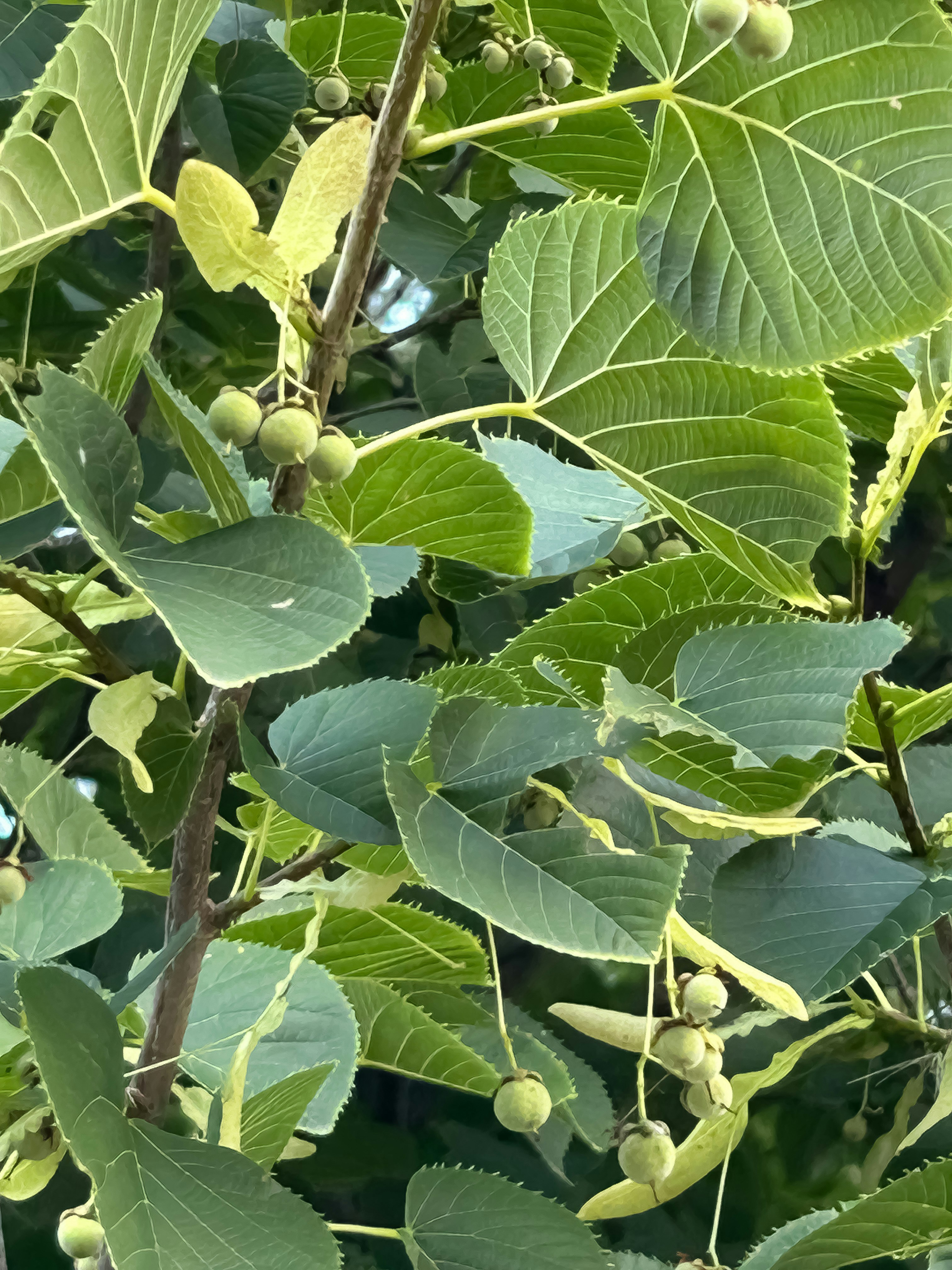 Linden Tree Pictures | Download Free Images on Unsplash