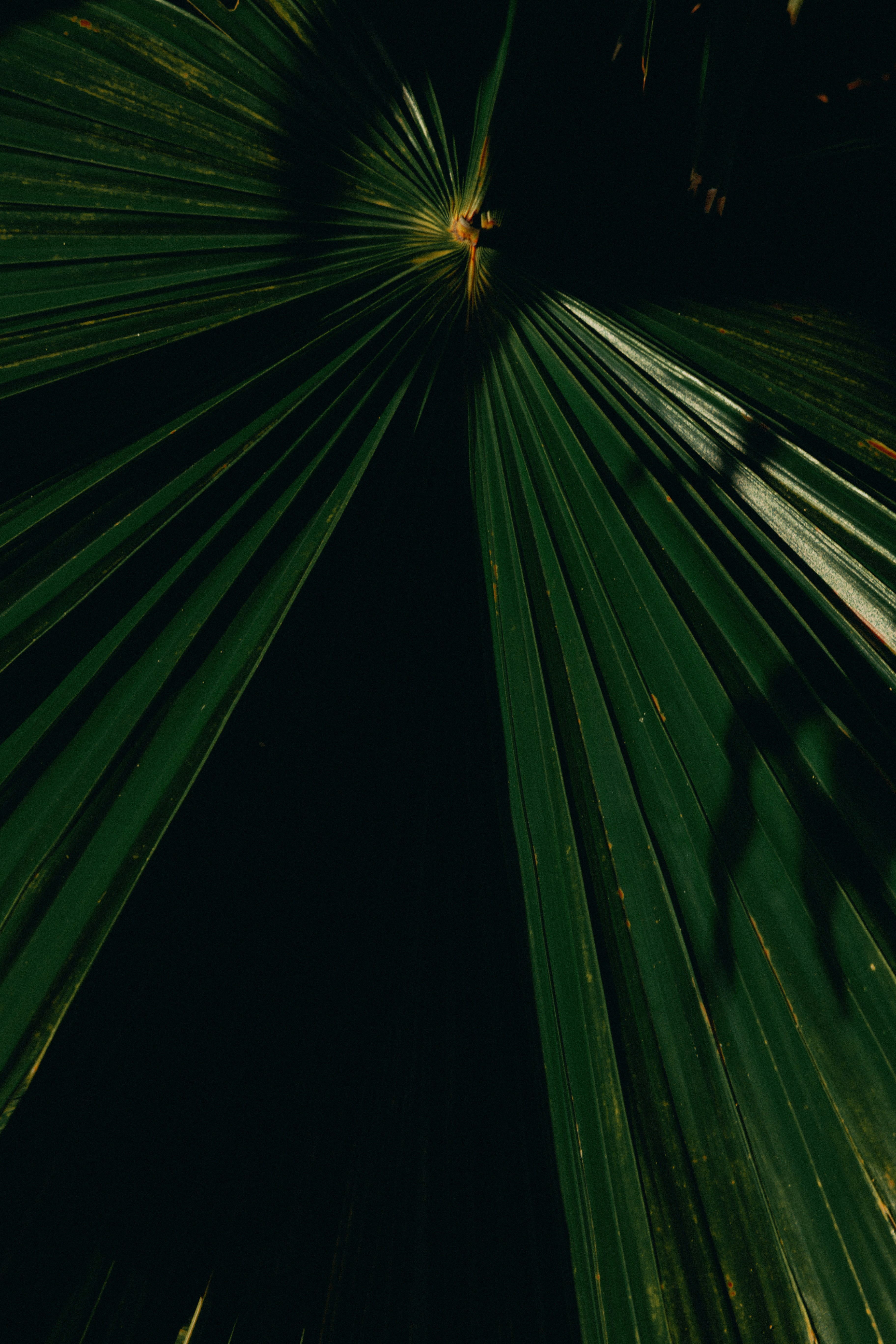Close-up das folhas de palmeira verde-escuras com sombras.
