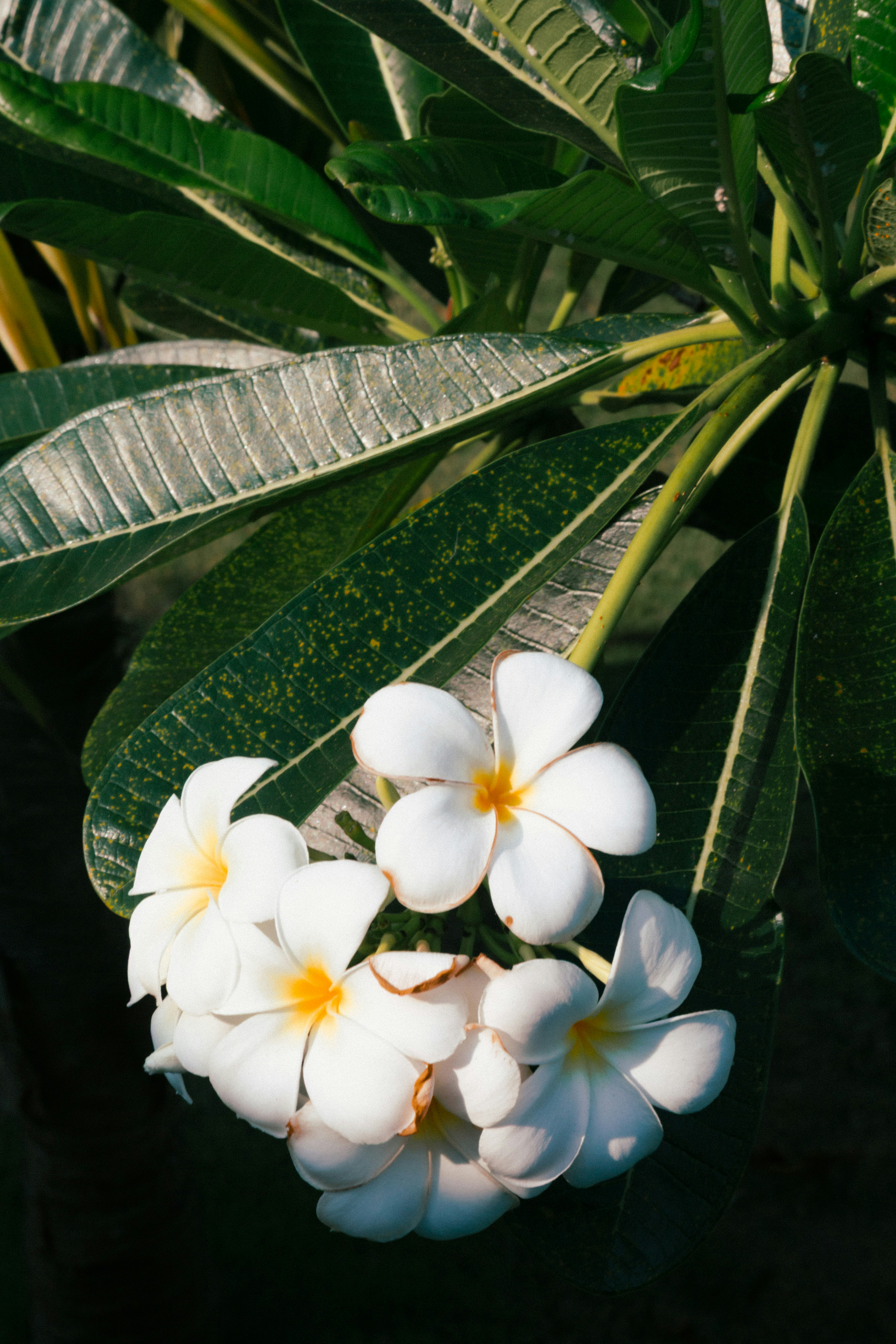 Flores brancas de plumeria com folhas verdes