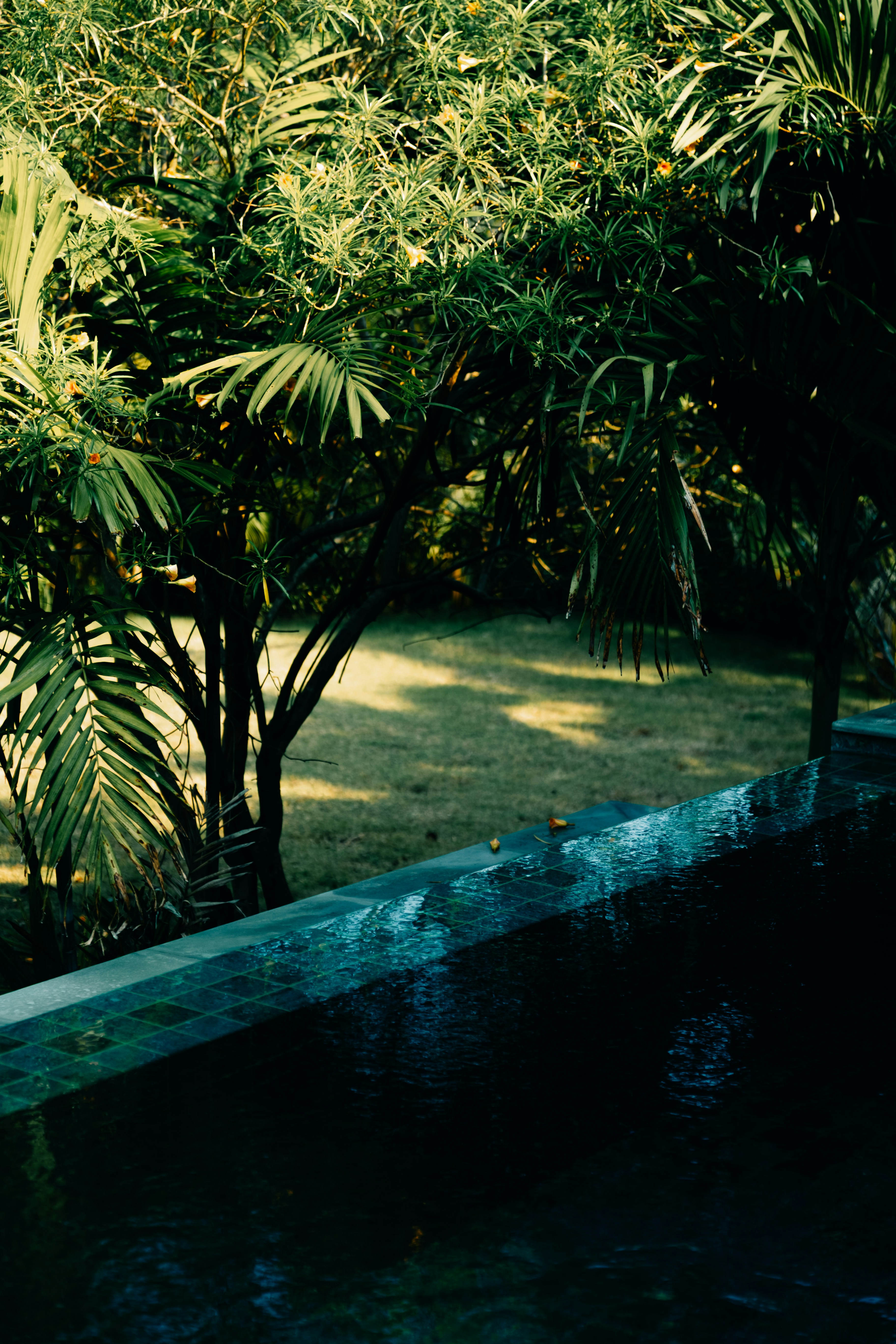 Jardim verde e exuberante com uma piscina escura.