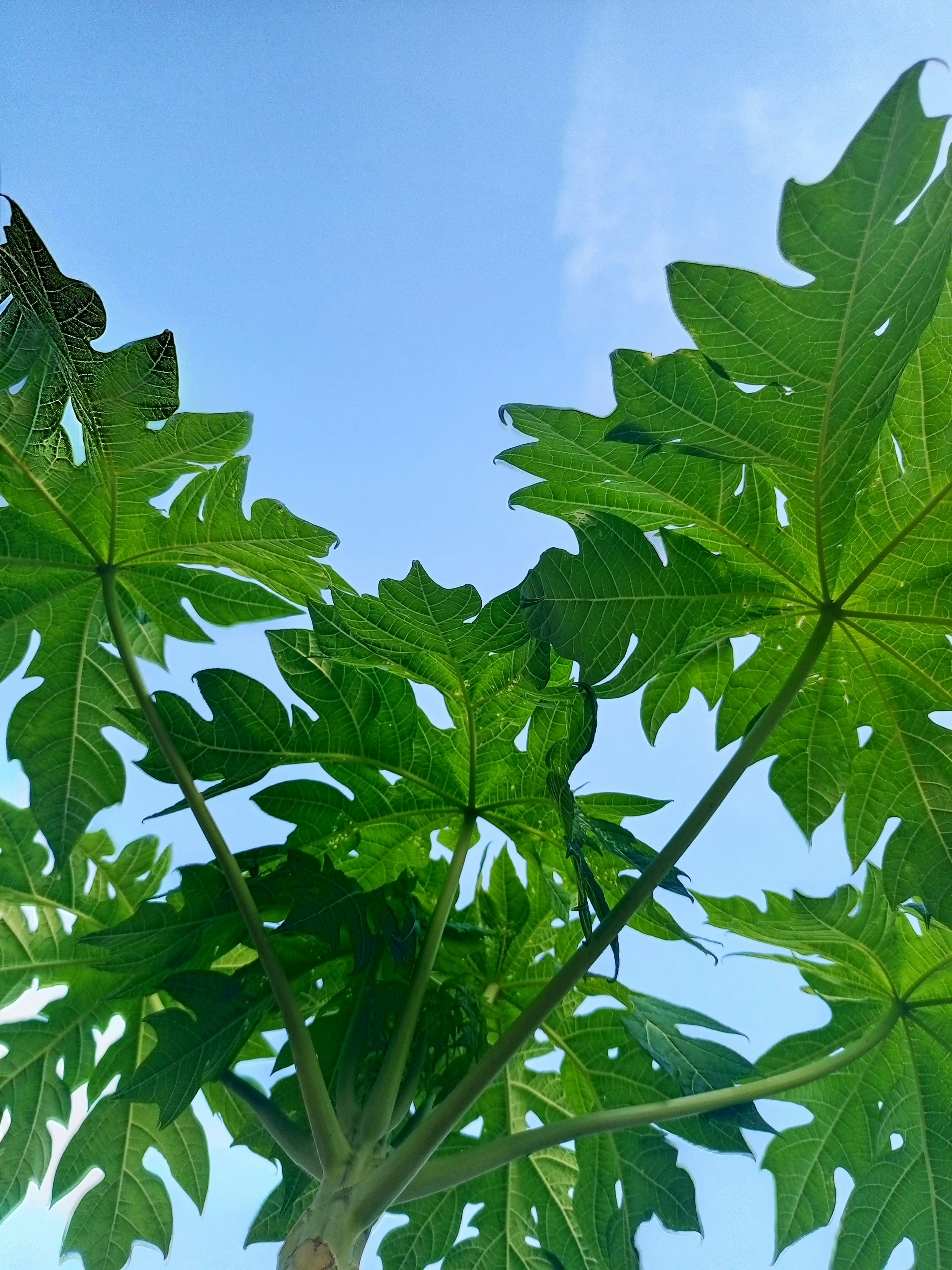 Daun pepaya hijau di langit biru cerah