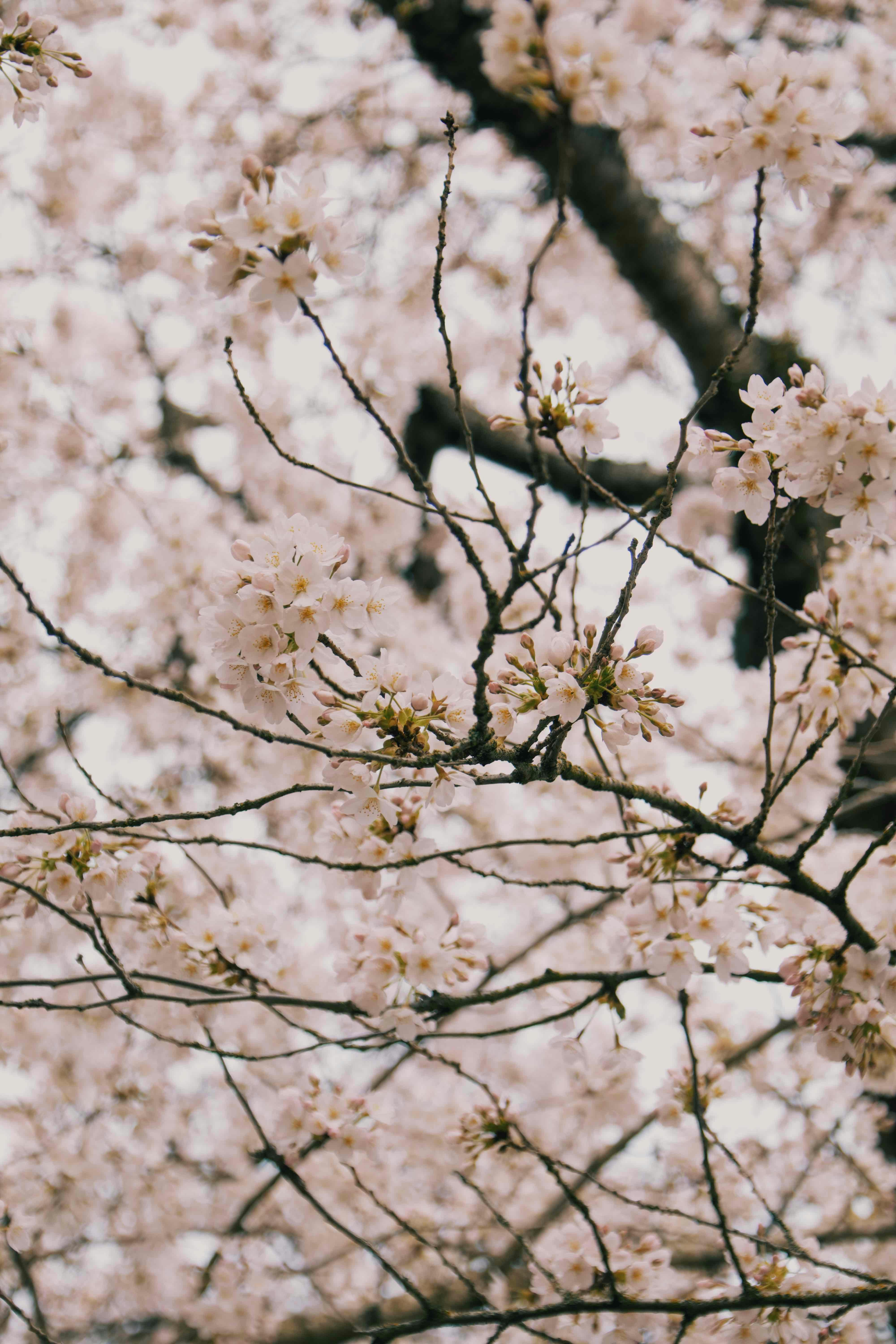 Photo by sarguninder