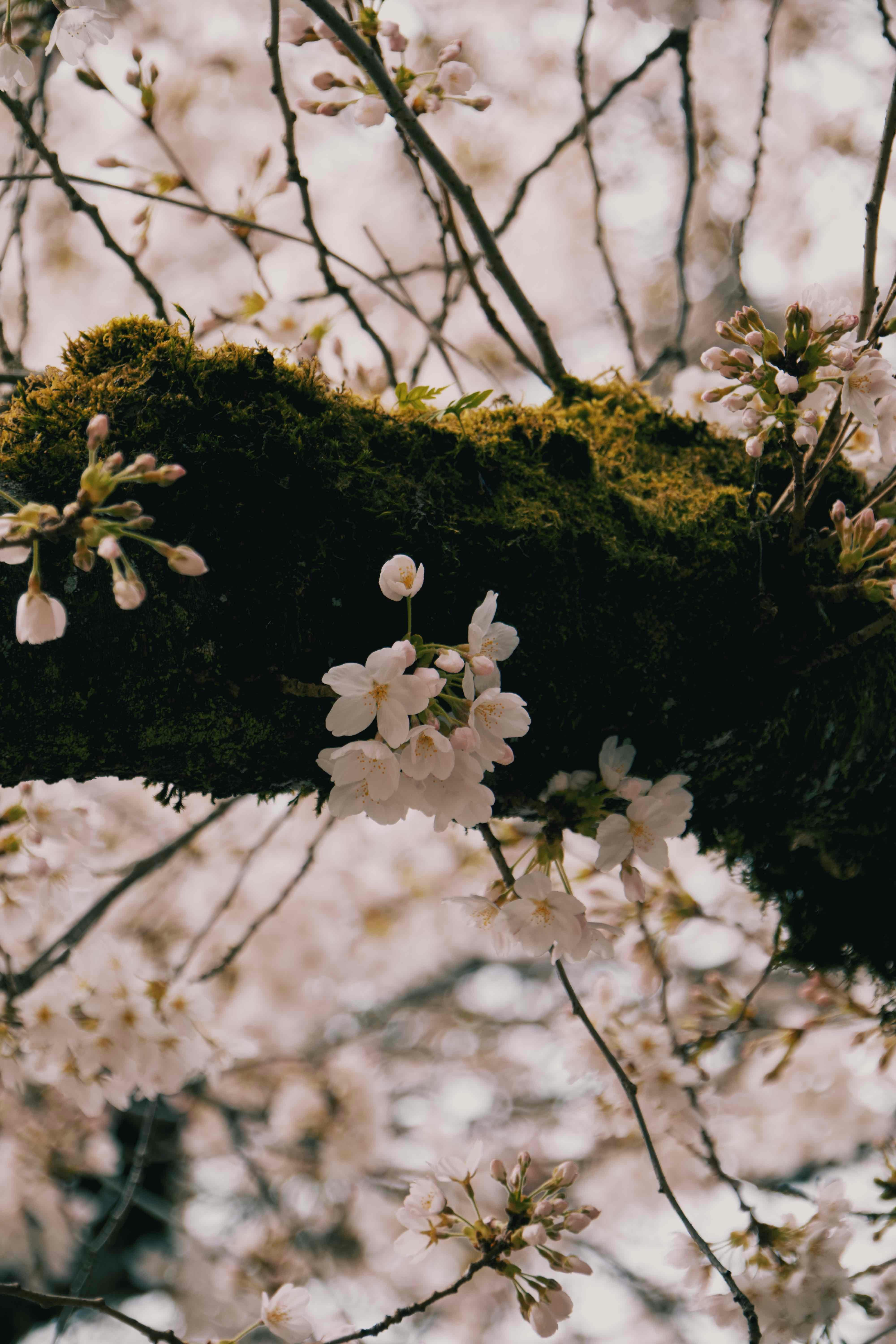 Cherry blossoms bloom on a moss-covered branch