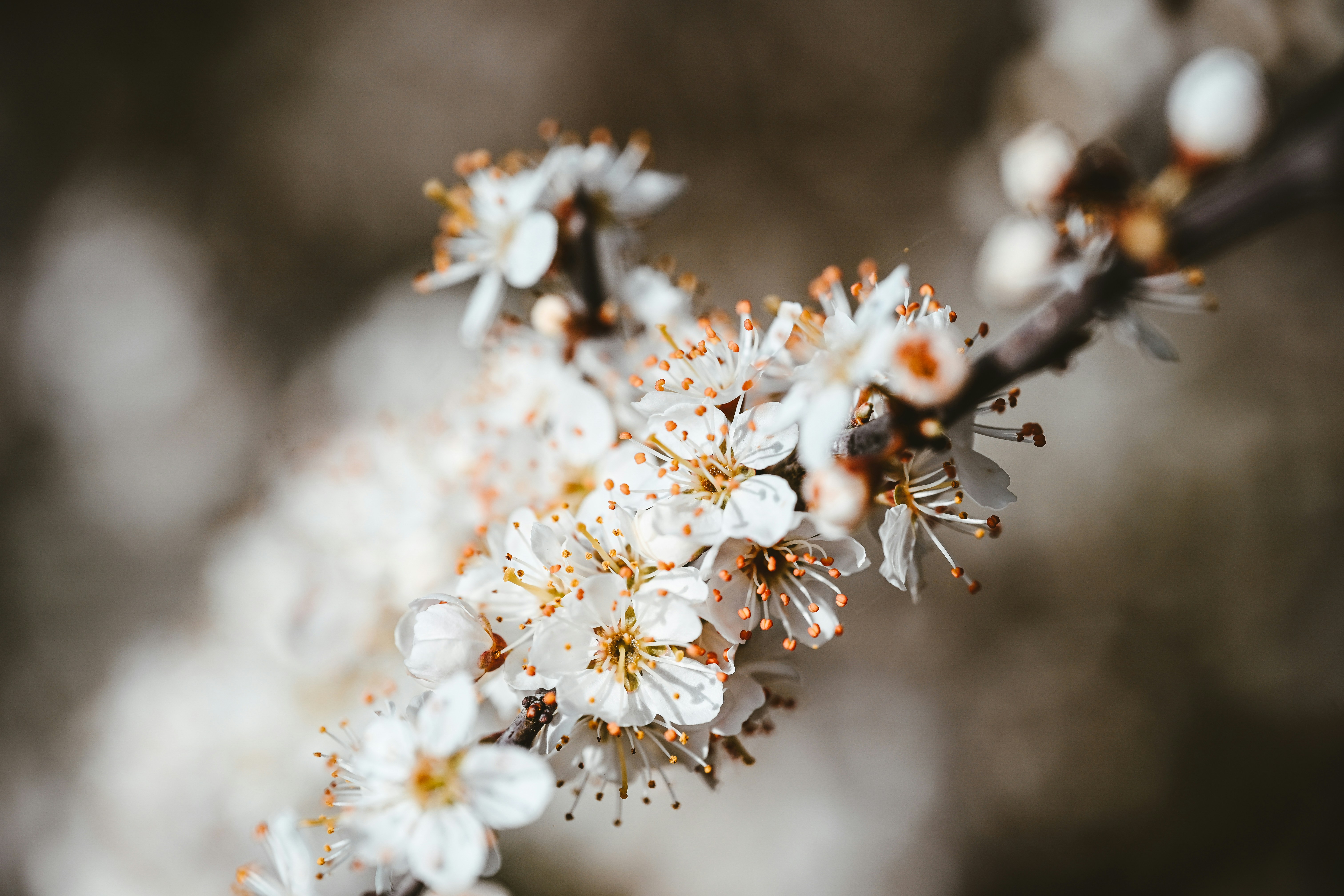 Delicate white blossoms on a tree branch