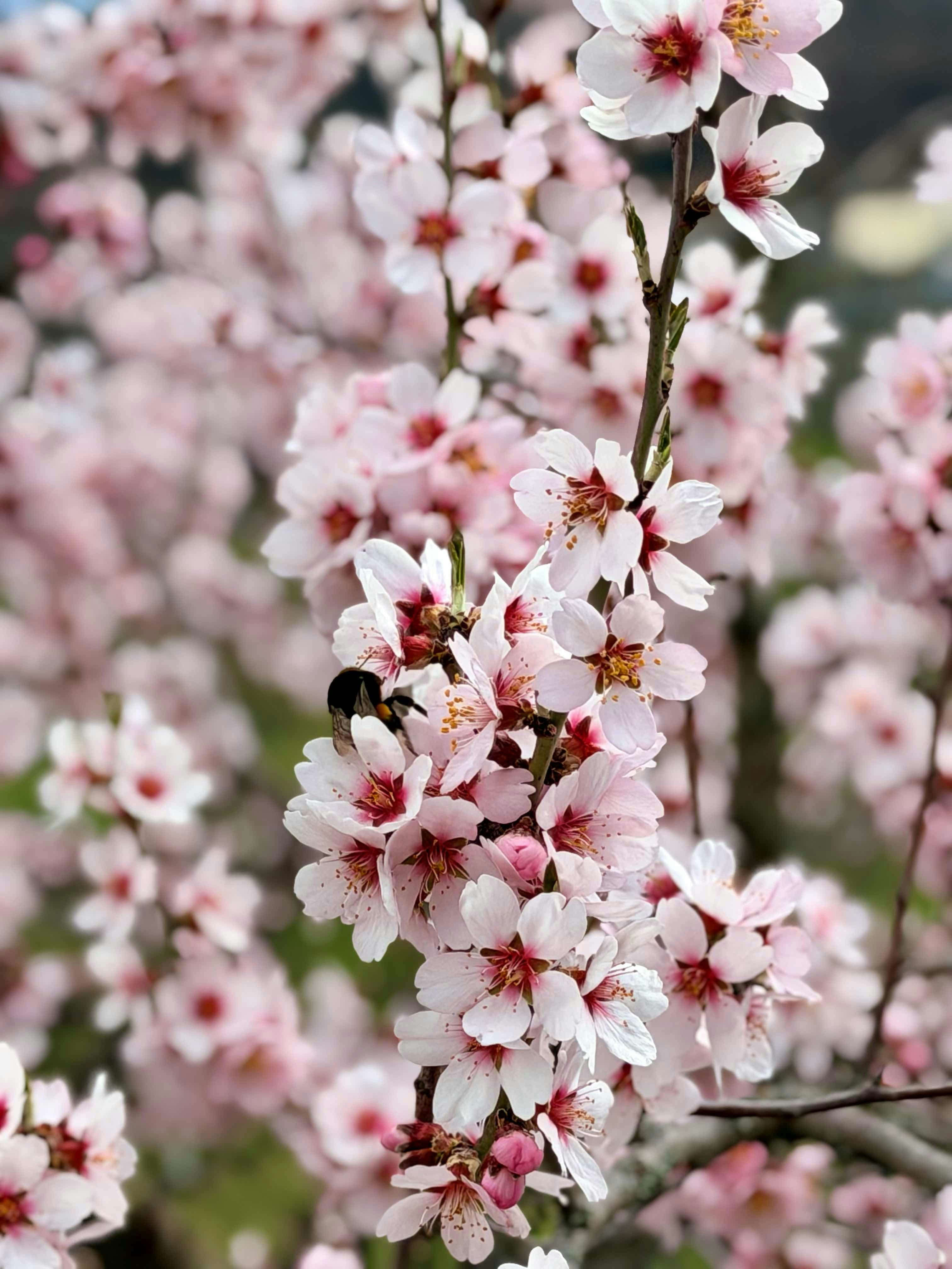 A bee pollinates delicate pink almond blossoms on a branch.