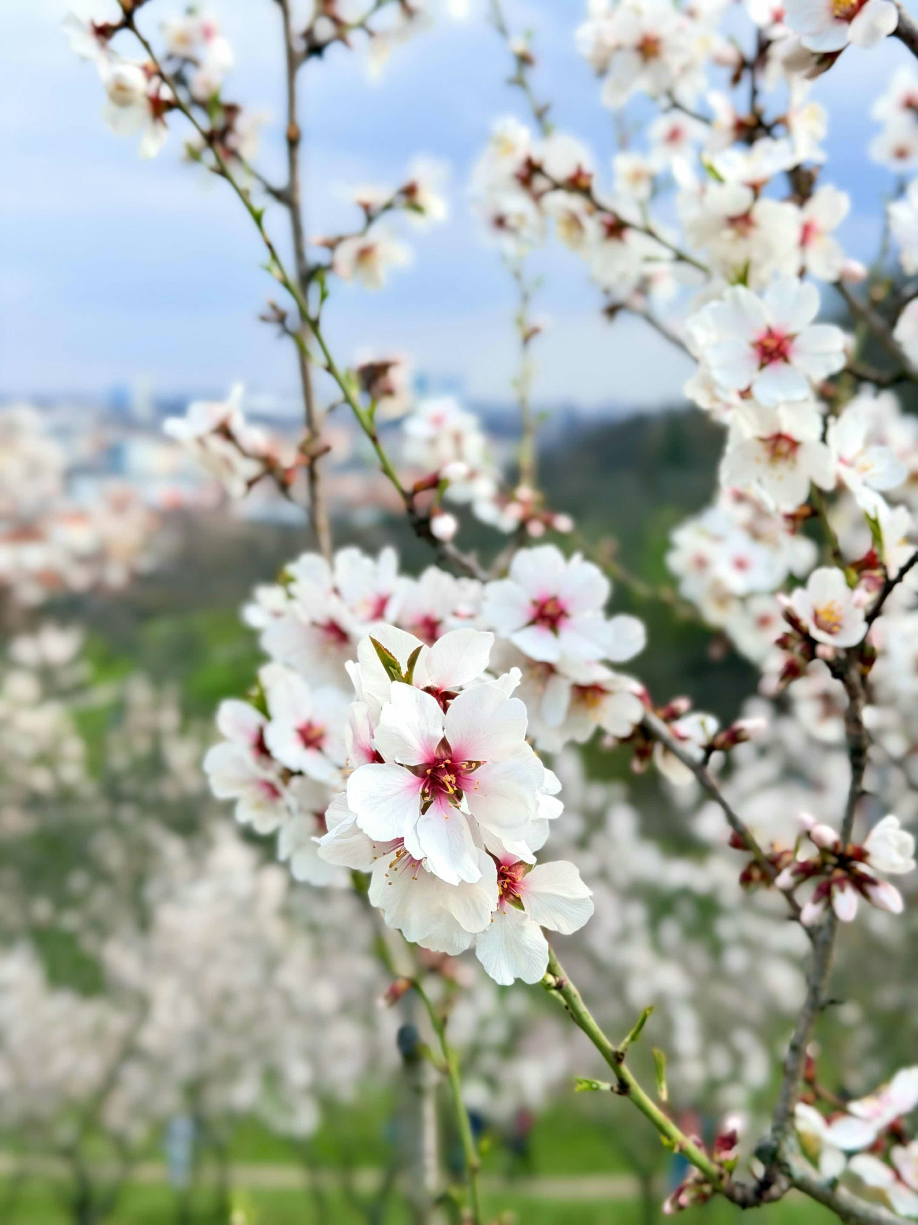 Close-up of delicate white almond blossoms in spring.