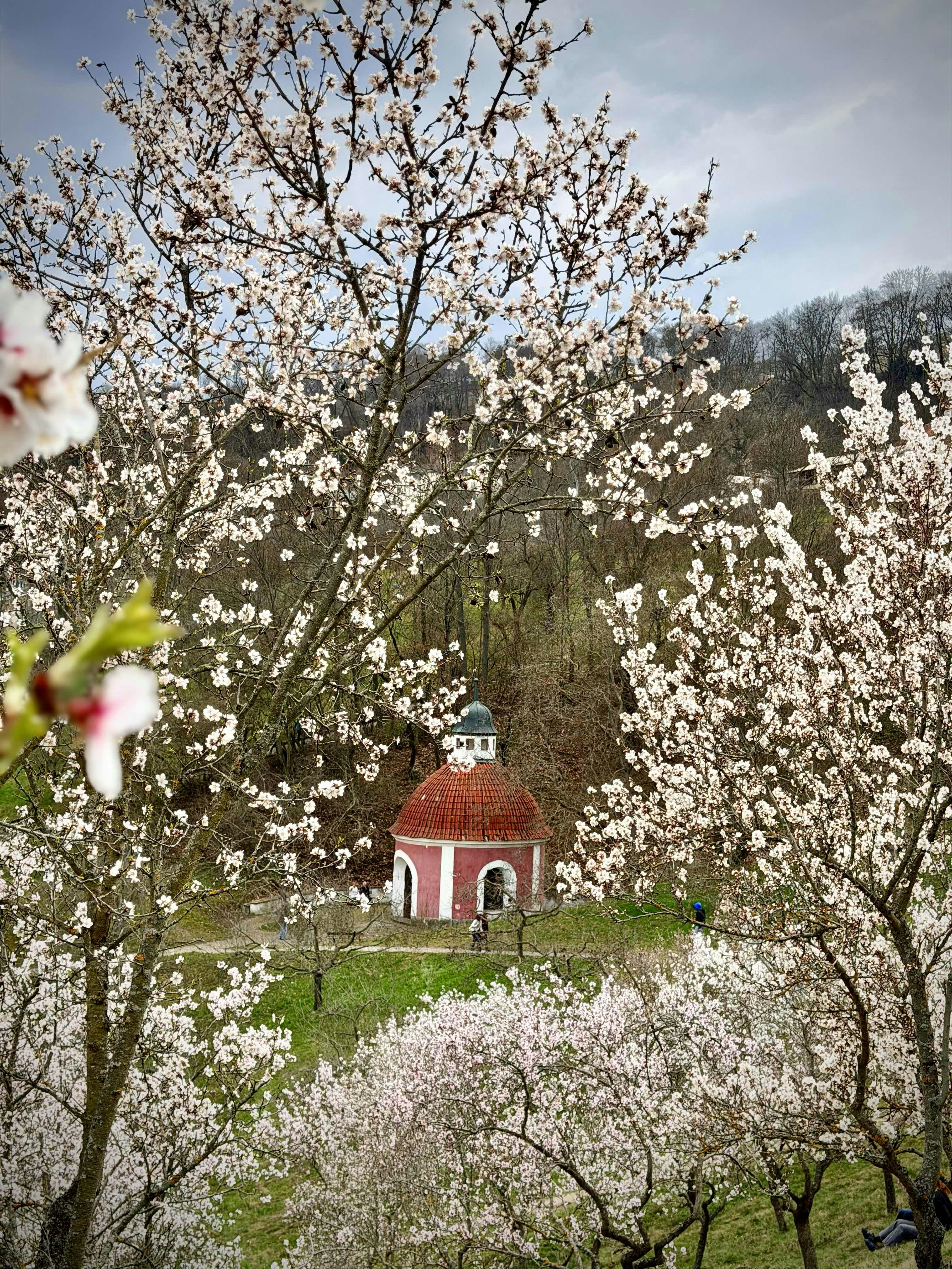 Red domed building surrounded by blooming trees