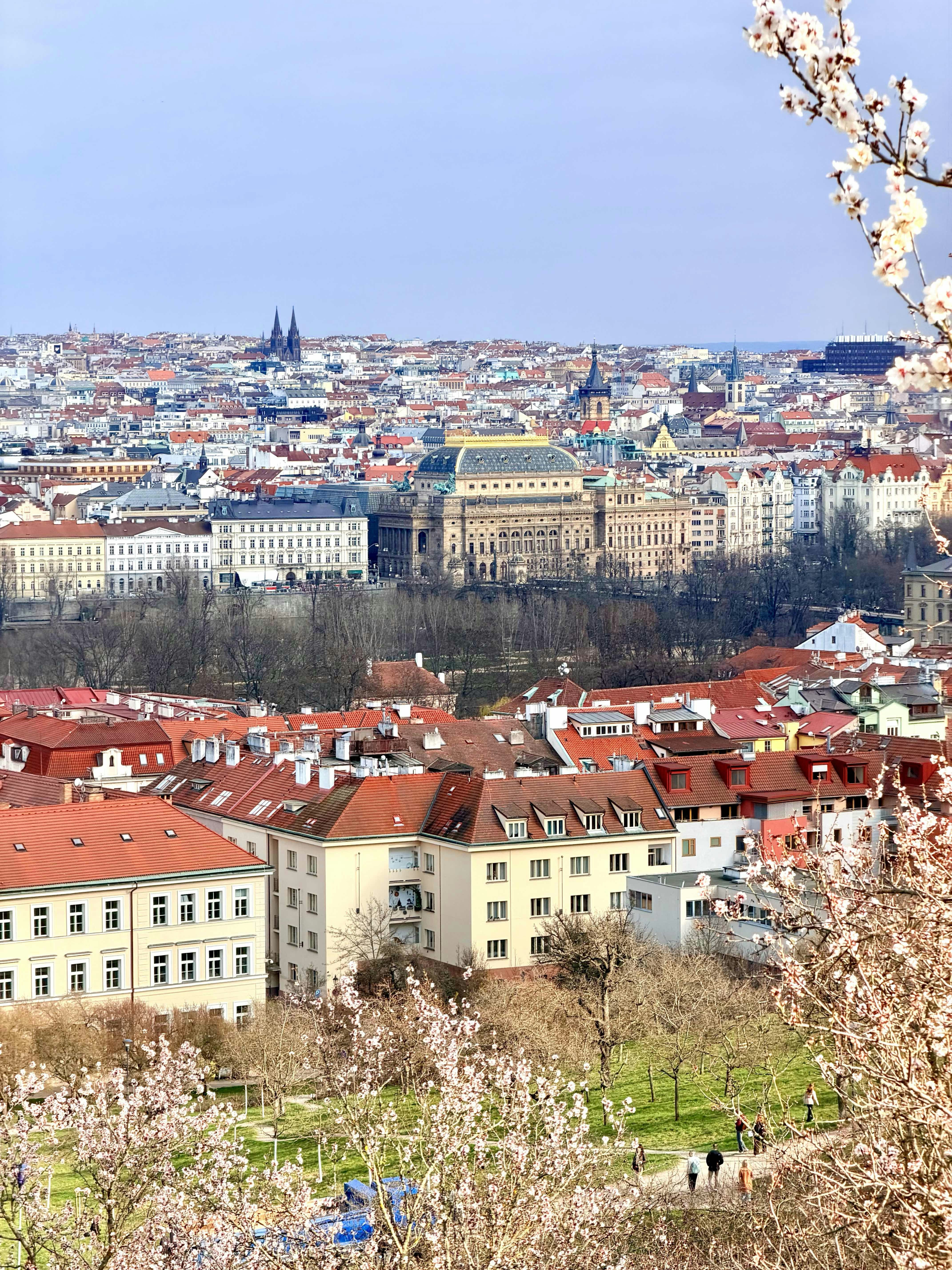 Prague cityscape with blooming trees in the foreground