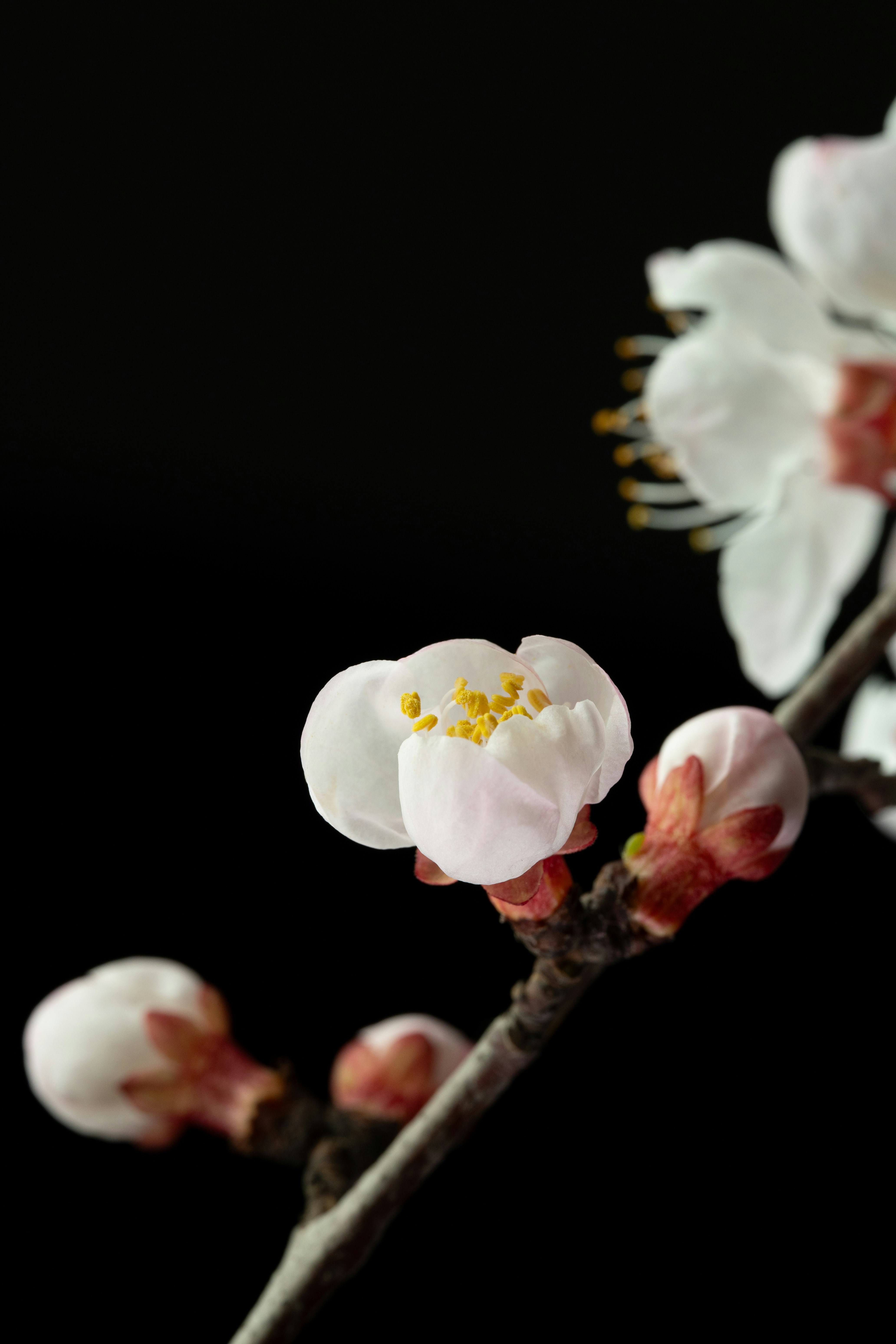Delicate white cherry blossoms on a dark background