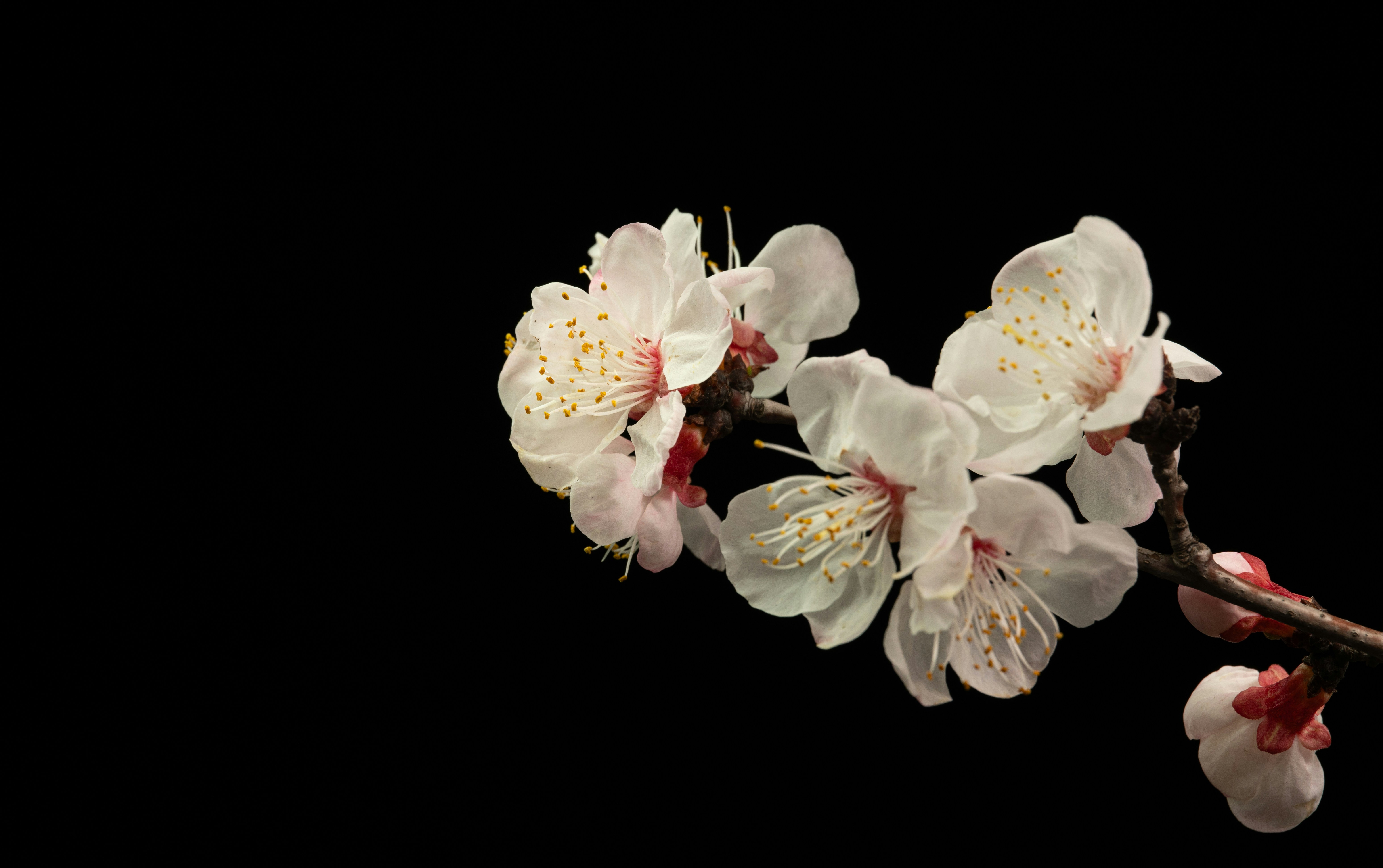 White cherry blossoms on a dark background