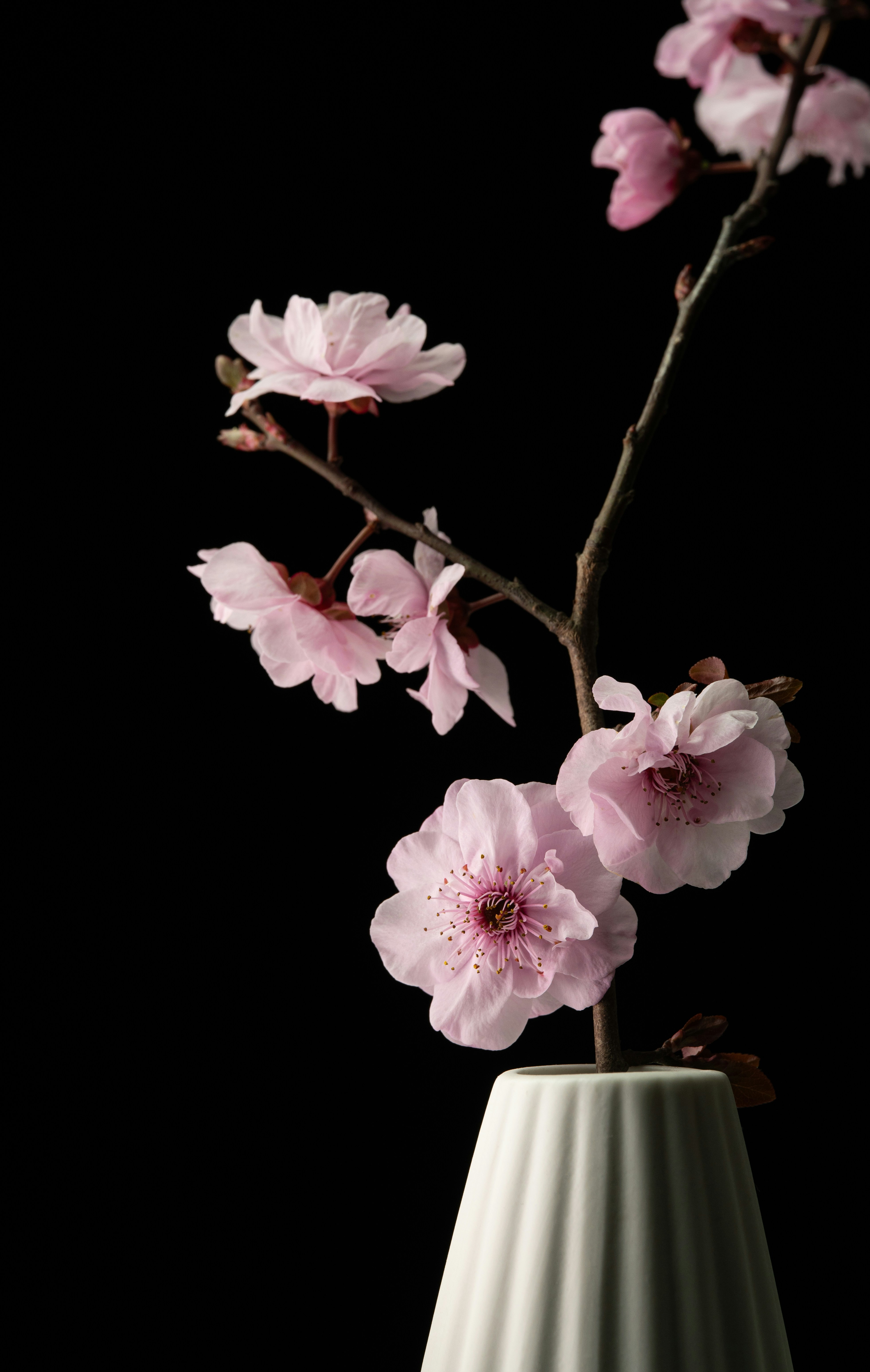 Pink cherry blossoms in a white vase on black background