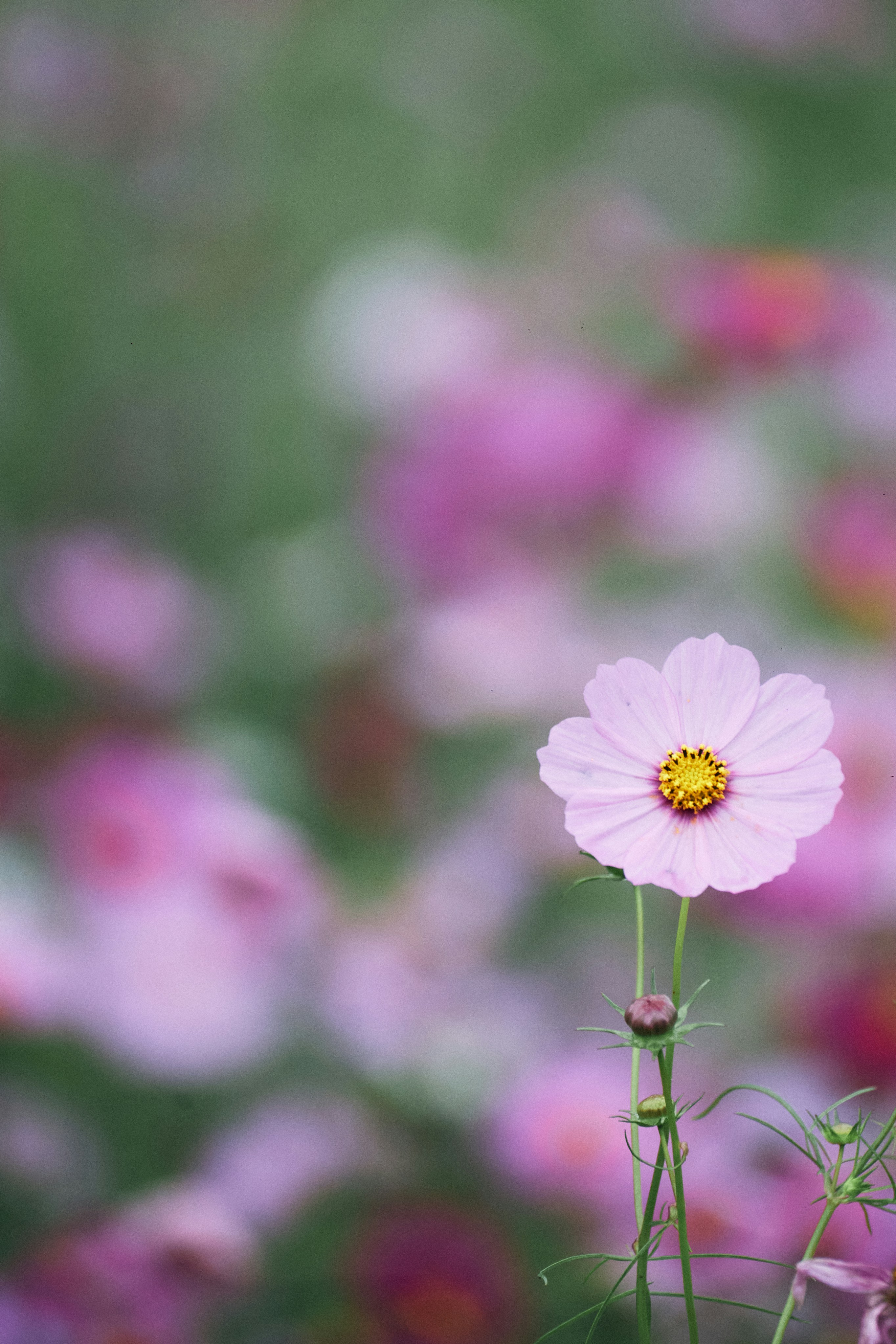 Photo by tsuyoshikozu