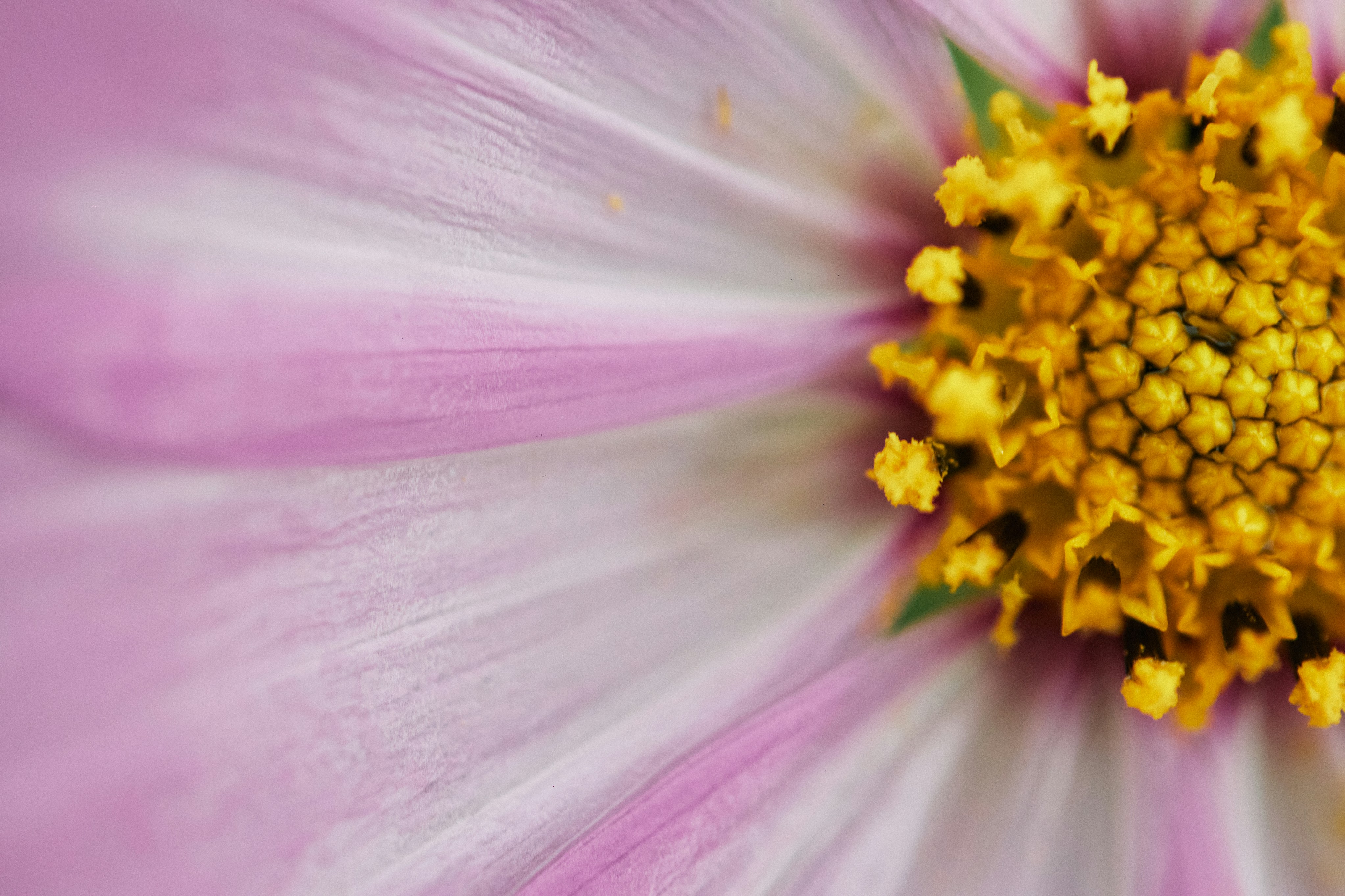 Photo by tsuyoshikozu