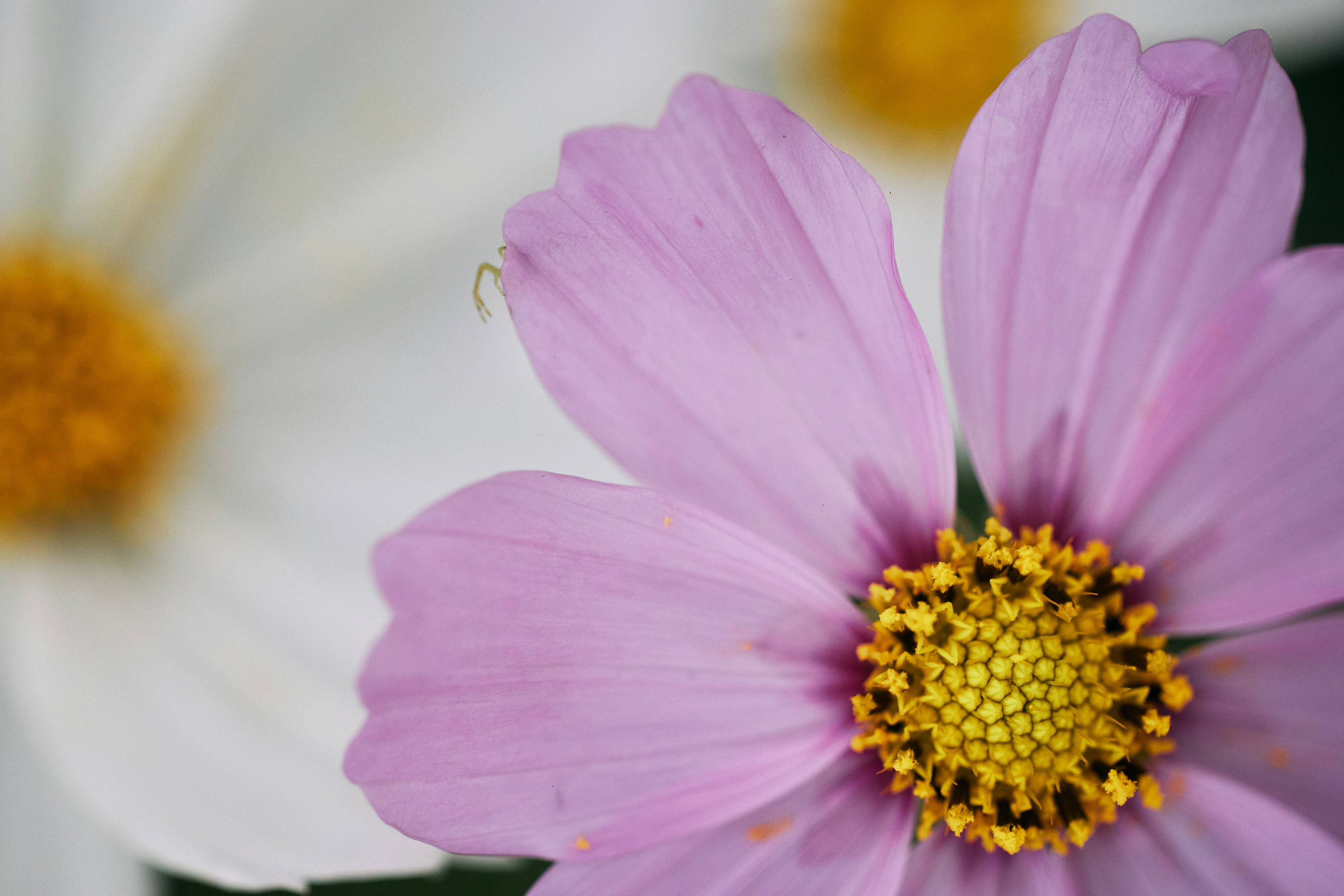 Photo by tsuyoshikozu