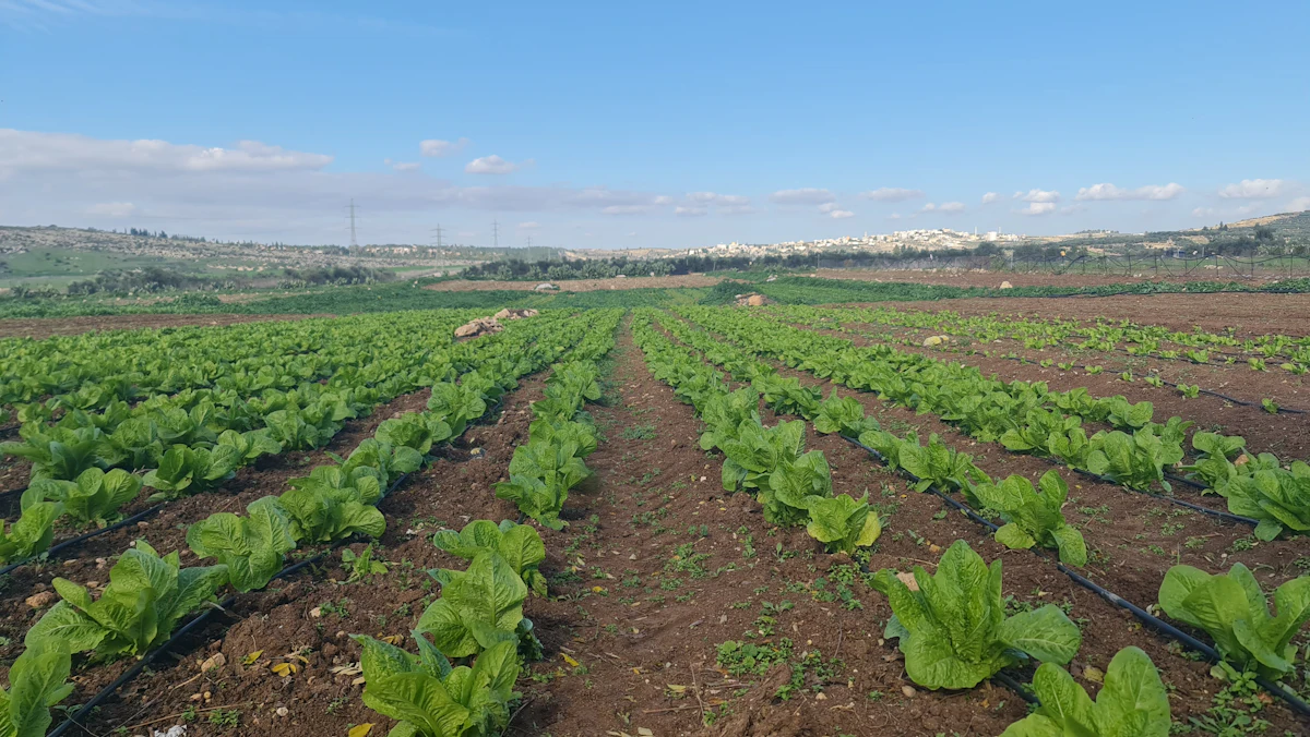Drip irrigation network, 640 ha