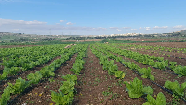 Rangées de cultures irriguées
