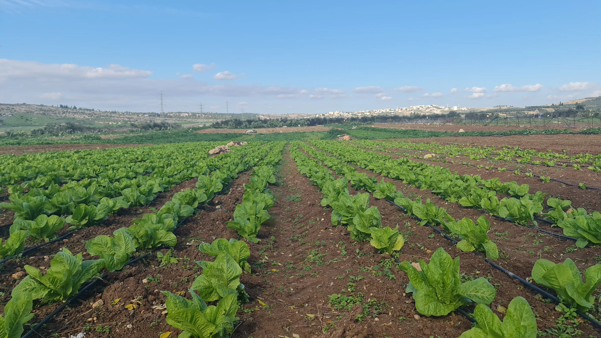 Rows of young lettuce plants growing in a field