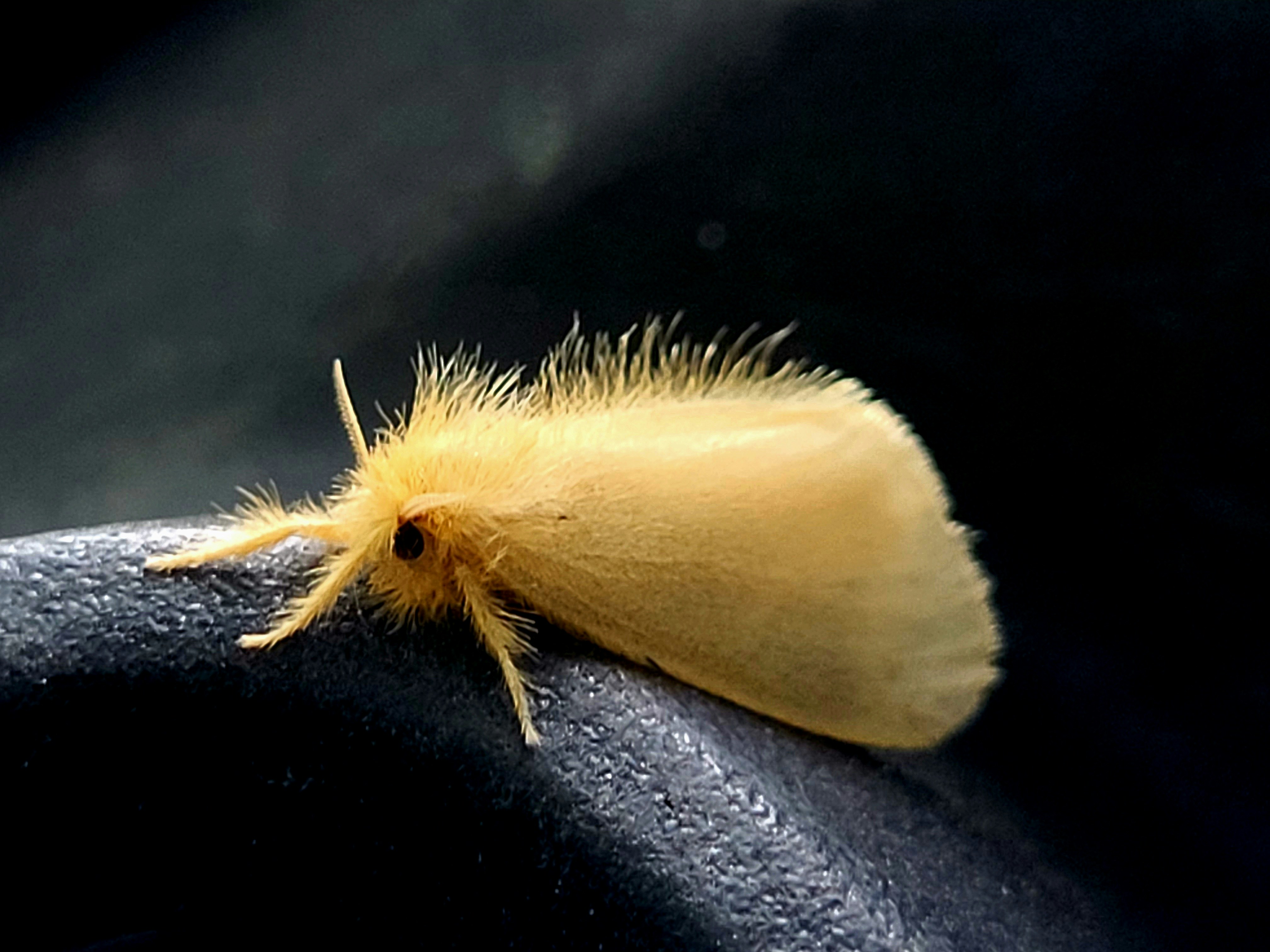 Ein flauschiger gelber Falter ruht auf einer dunklen Oberfläche.