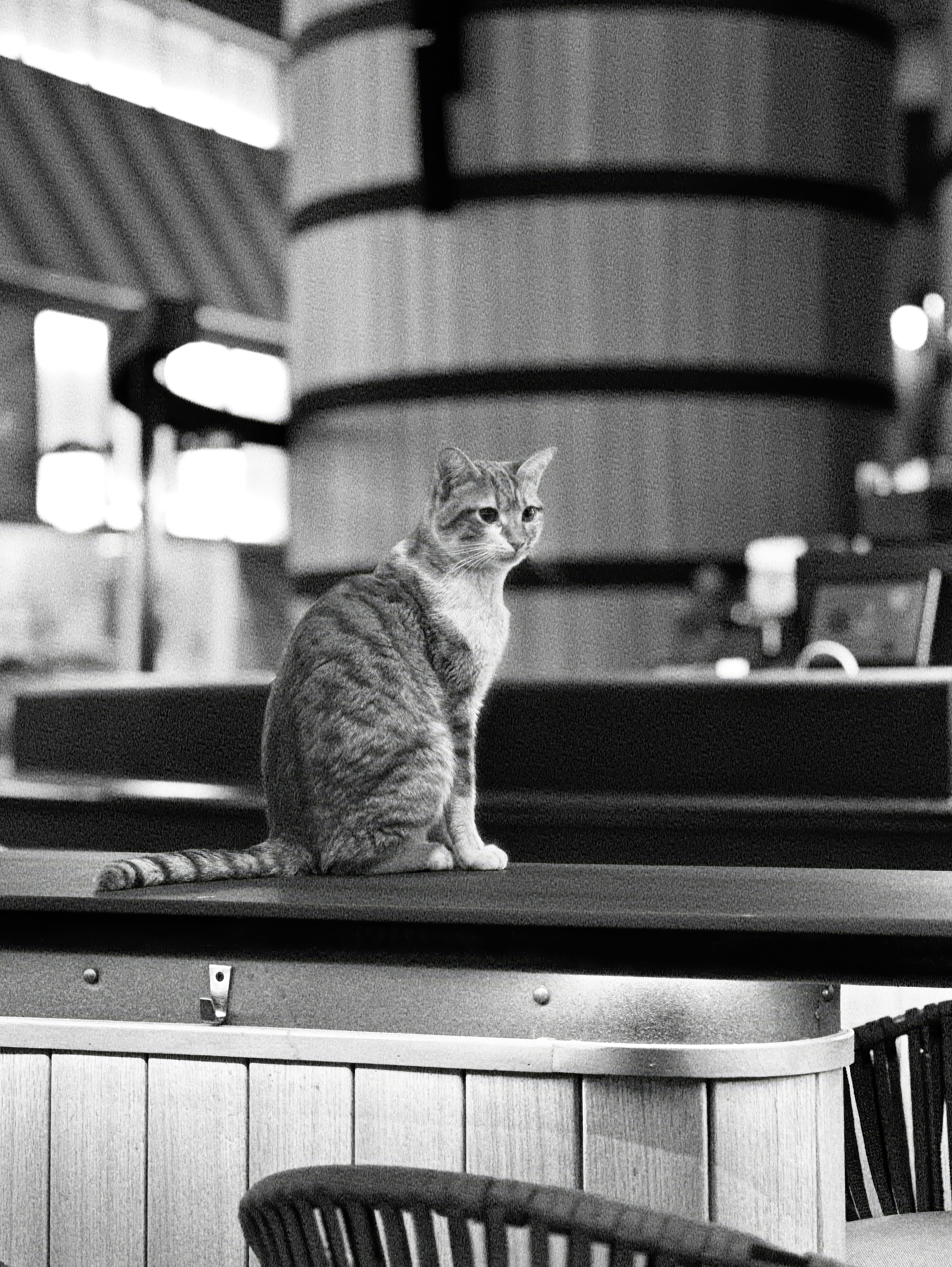 A tabby cat sits on a counter indoors.