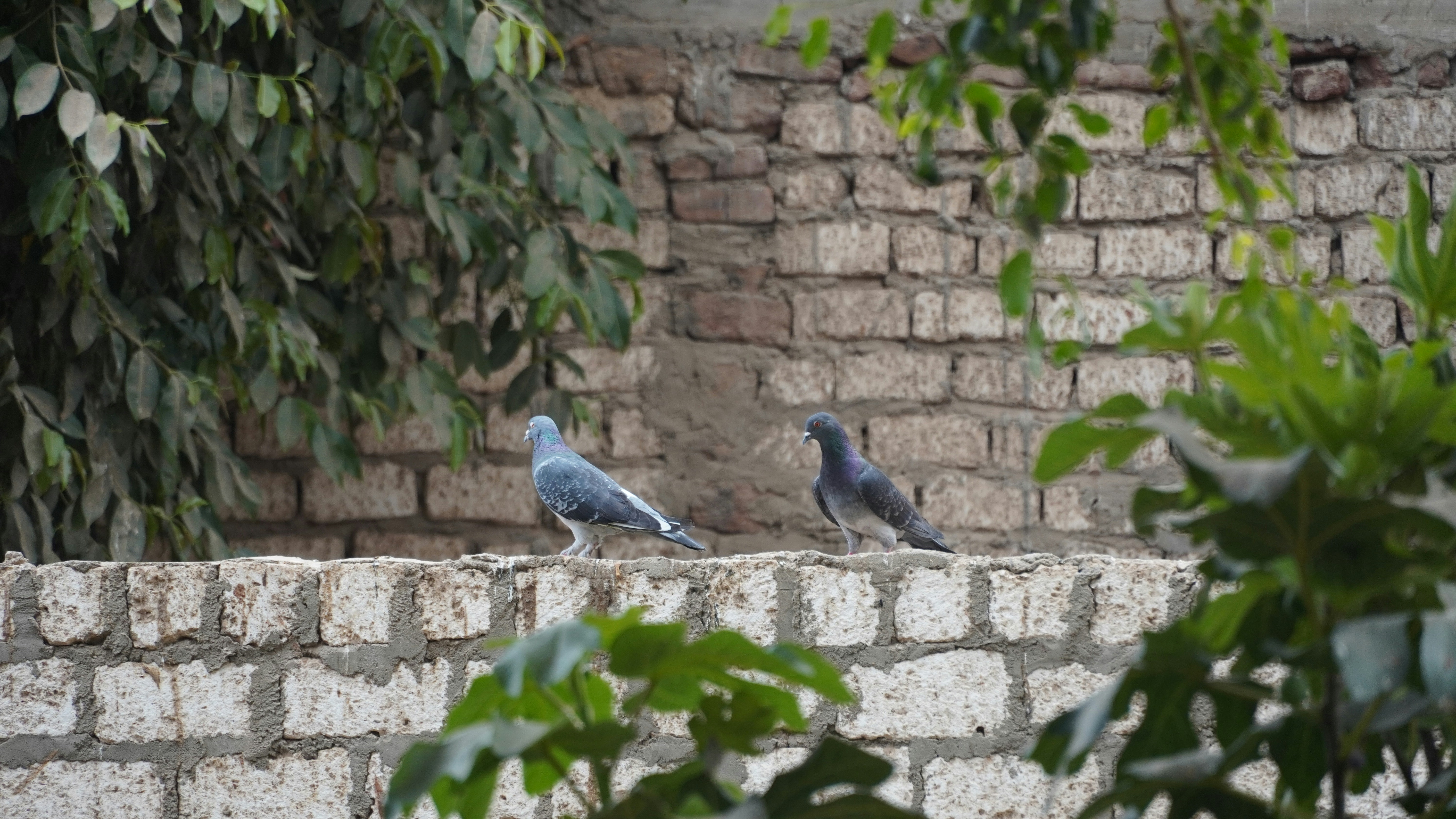 Two pigeons perched on a stone wall