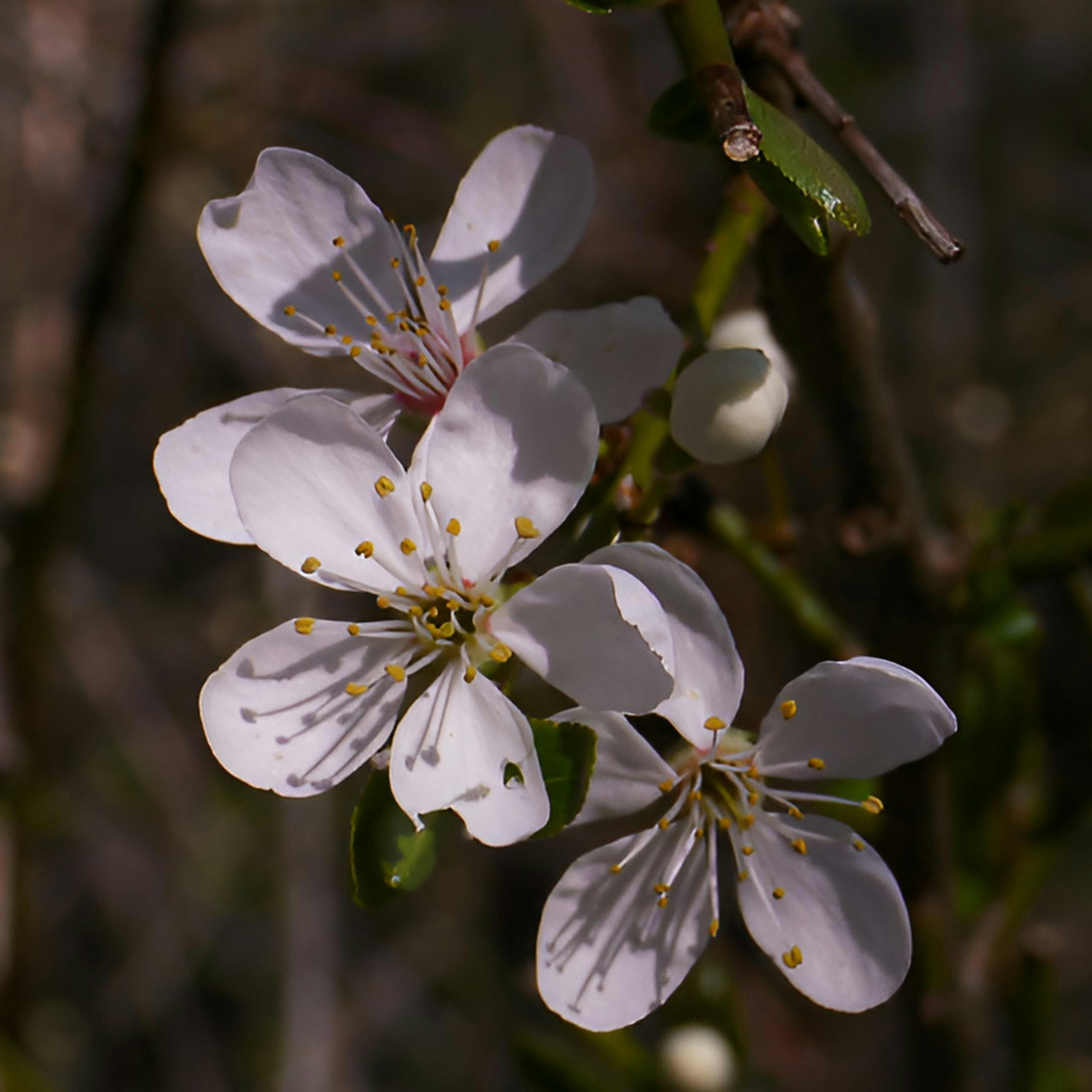 Photo by nikodemus777