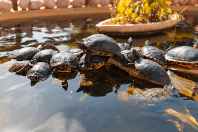A group of turtles basking on a log in water.