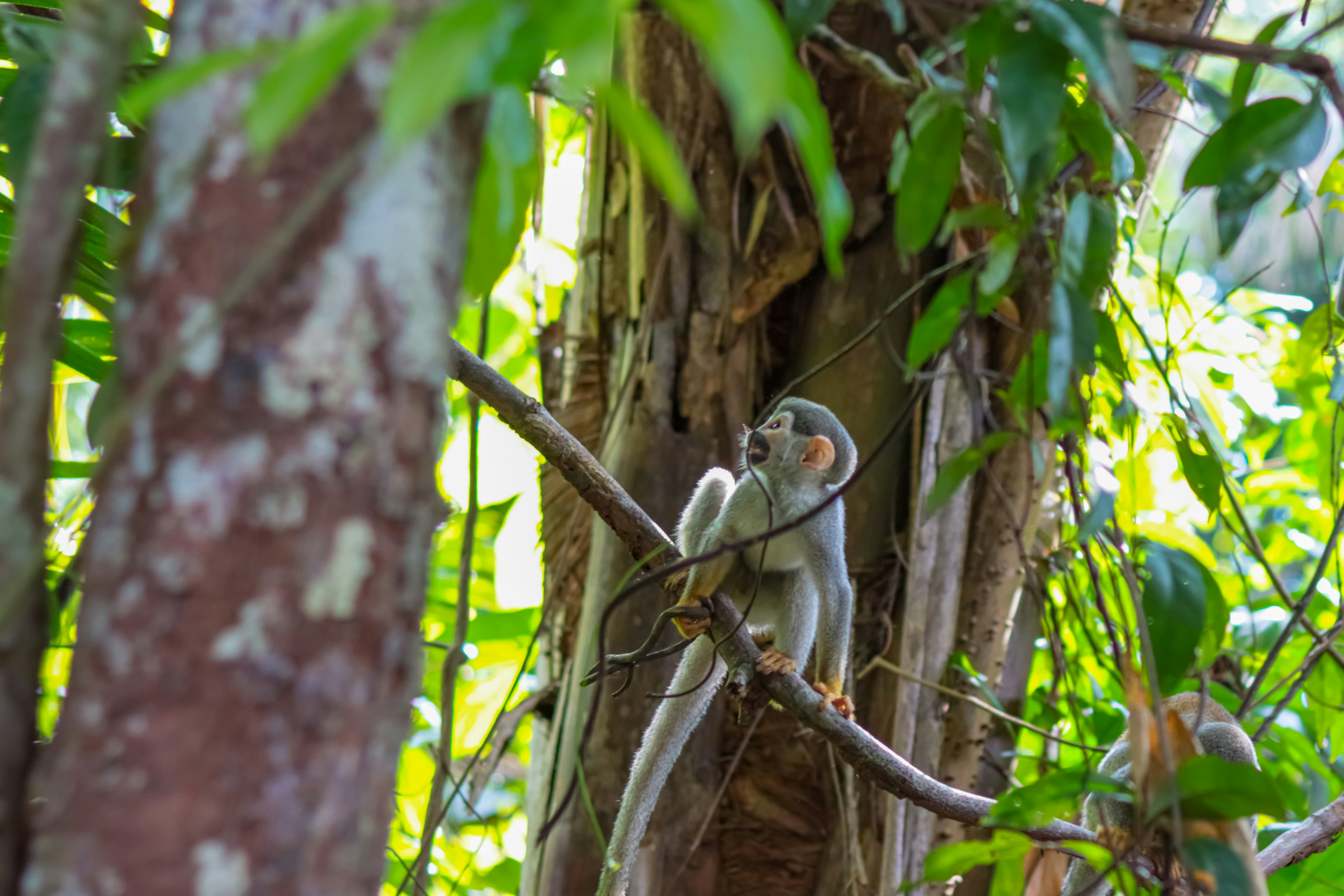 Photo by italoguimas