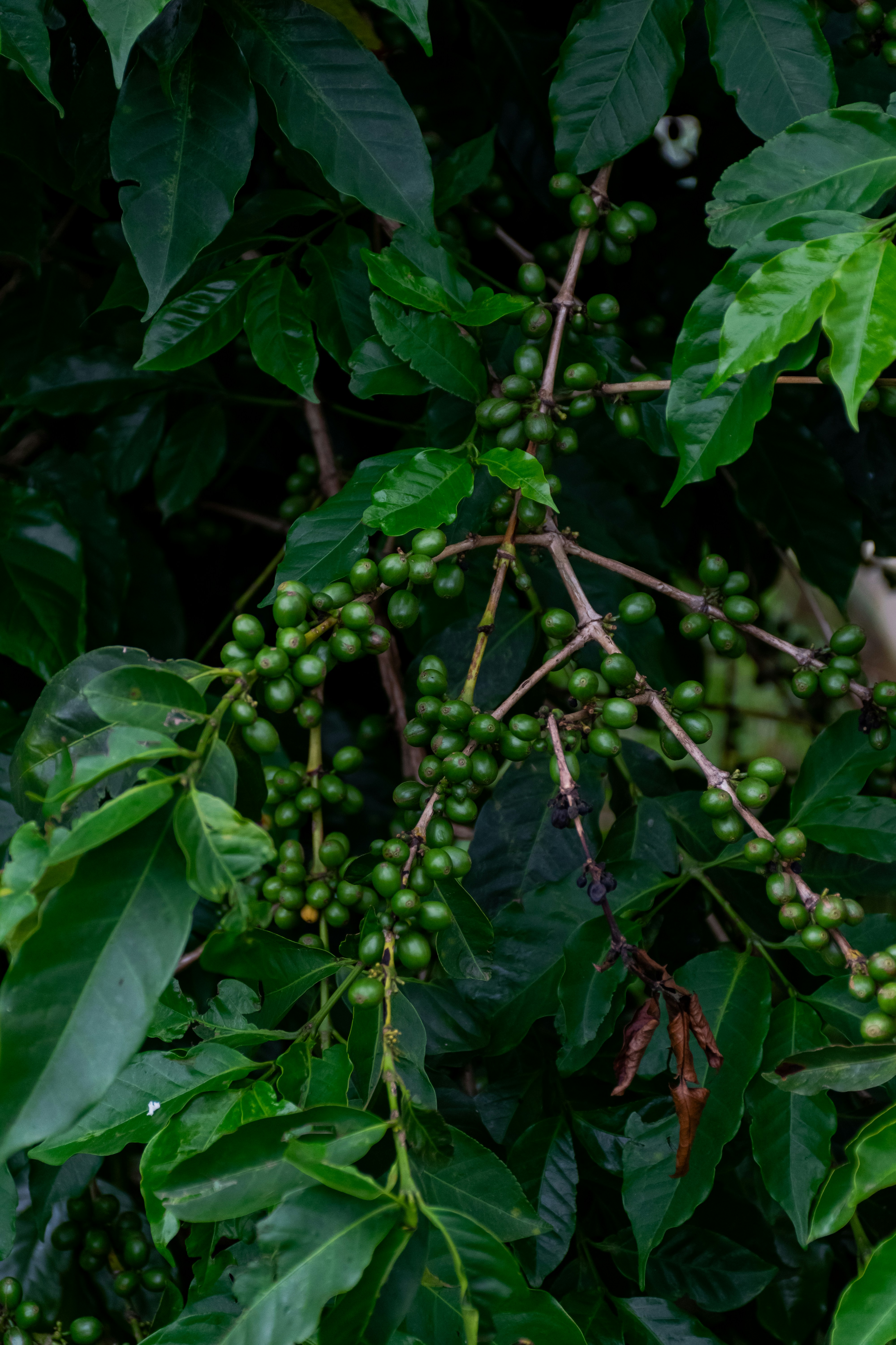 Green coffee beans growing on a branch, Uganda