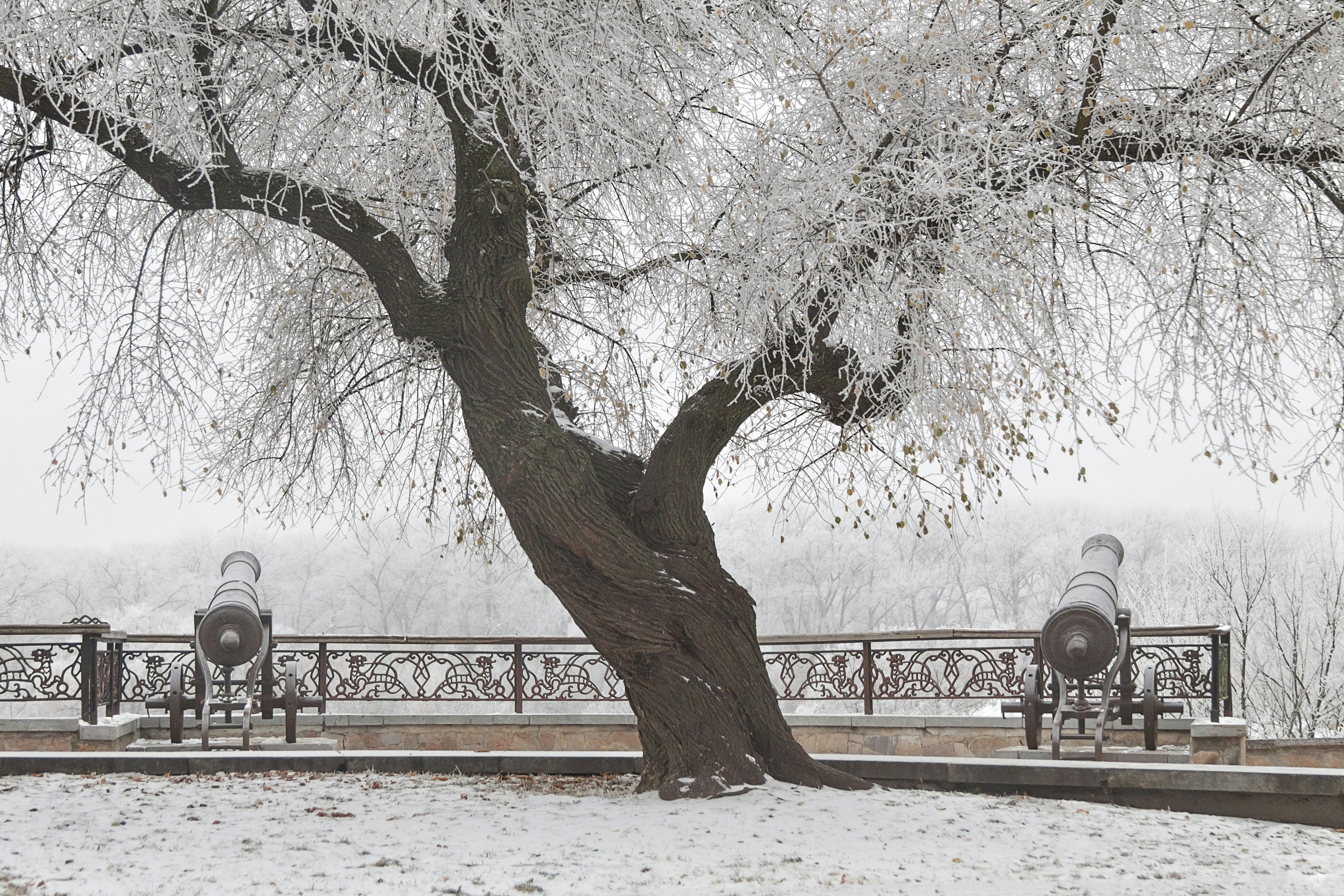 Winter scene with a large tree and cannons