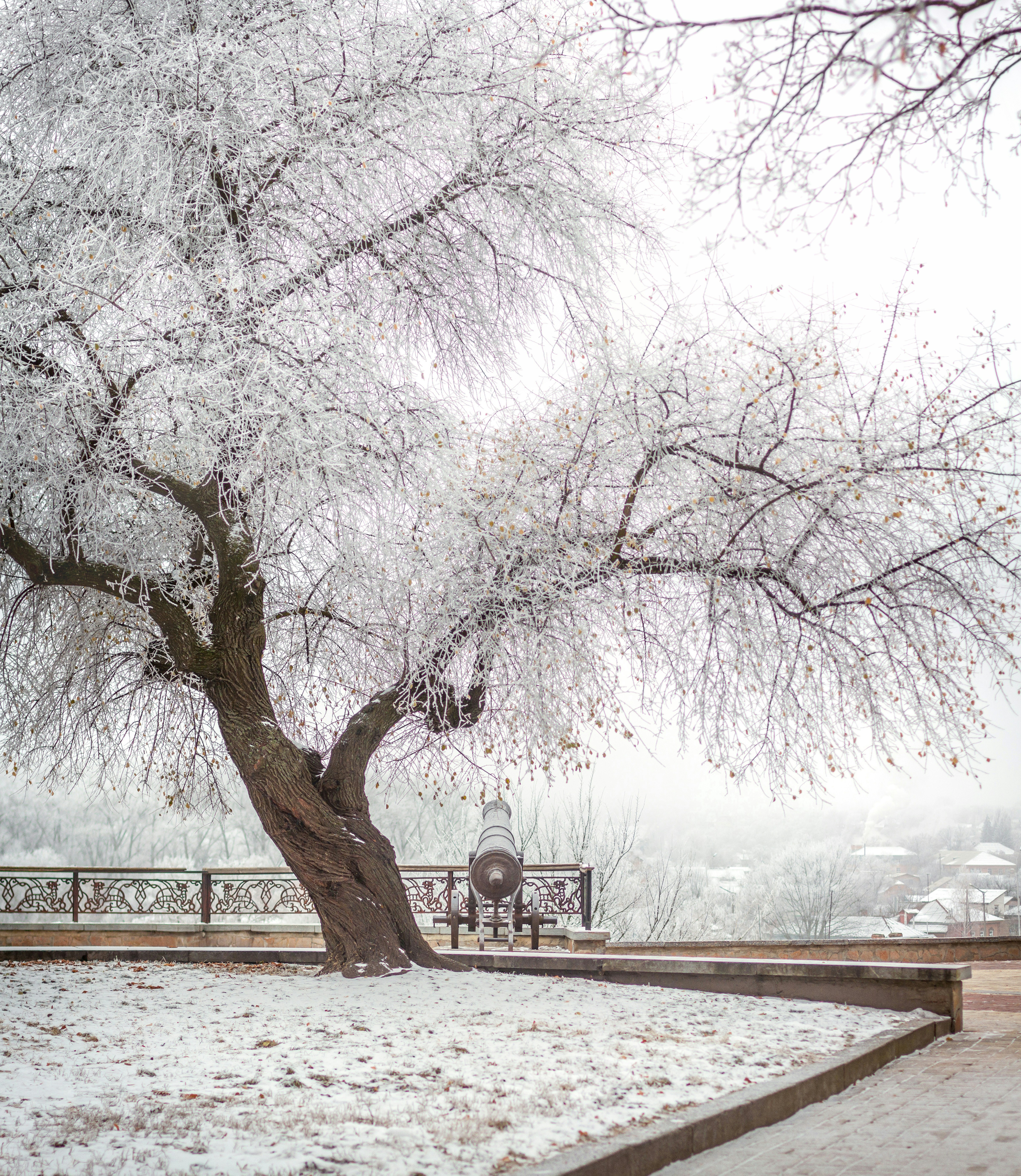 A snow-covered tree stands in a winter landscape