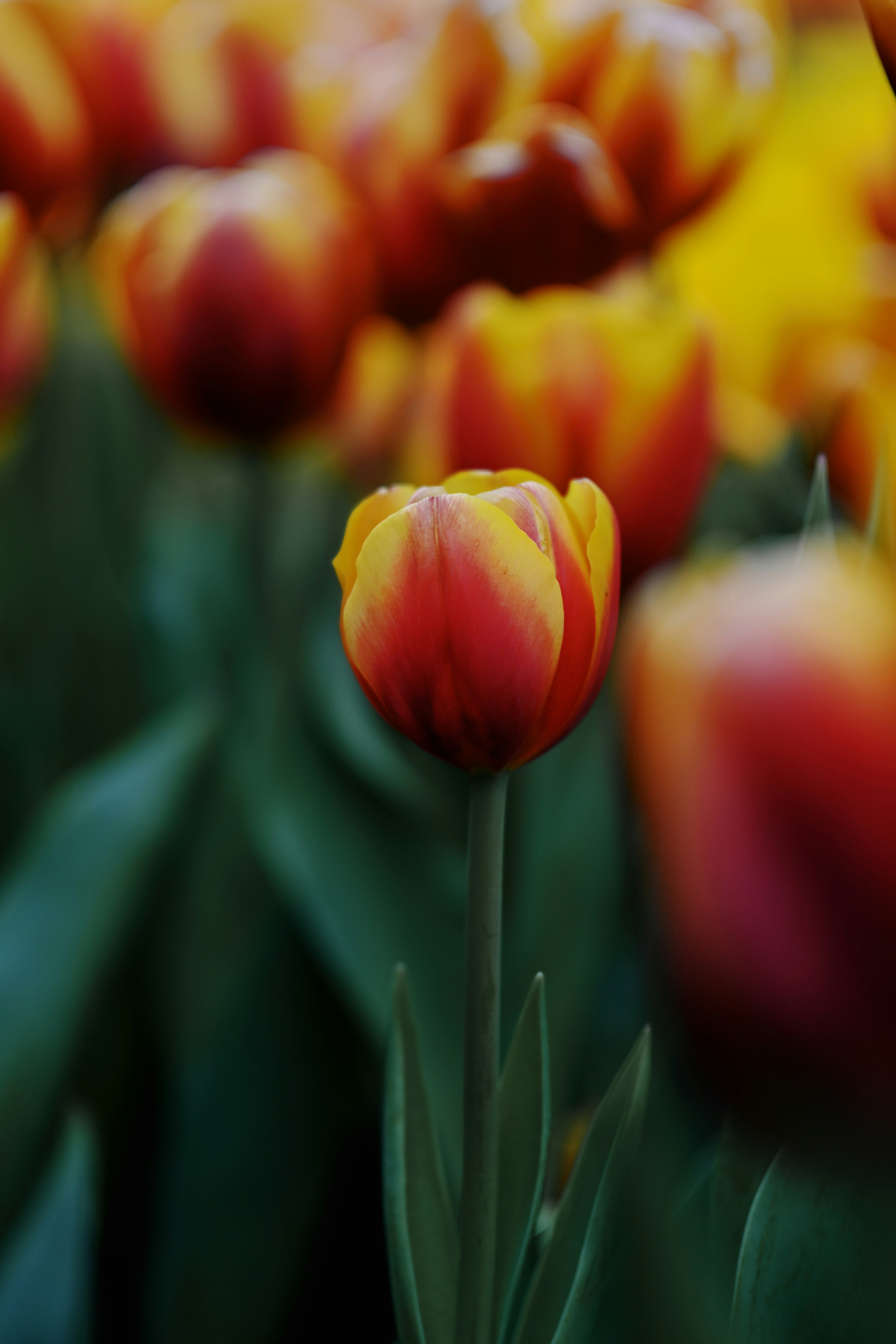 Photo by raidayzhang