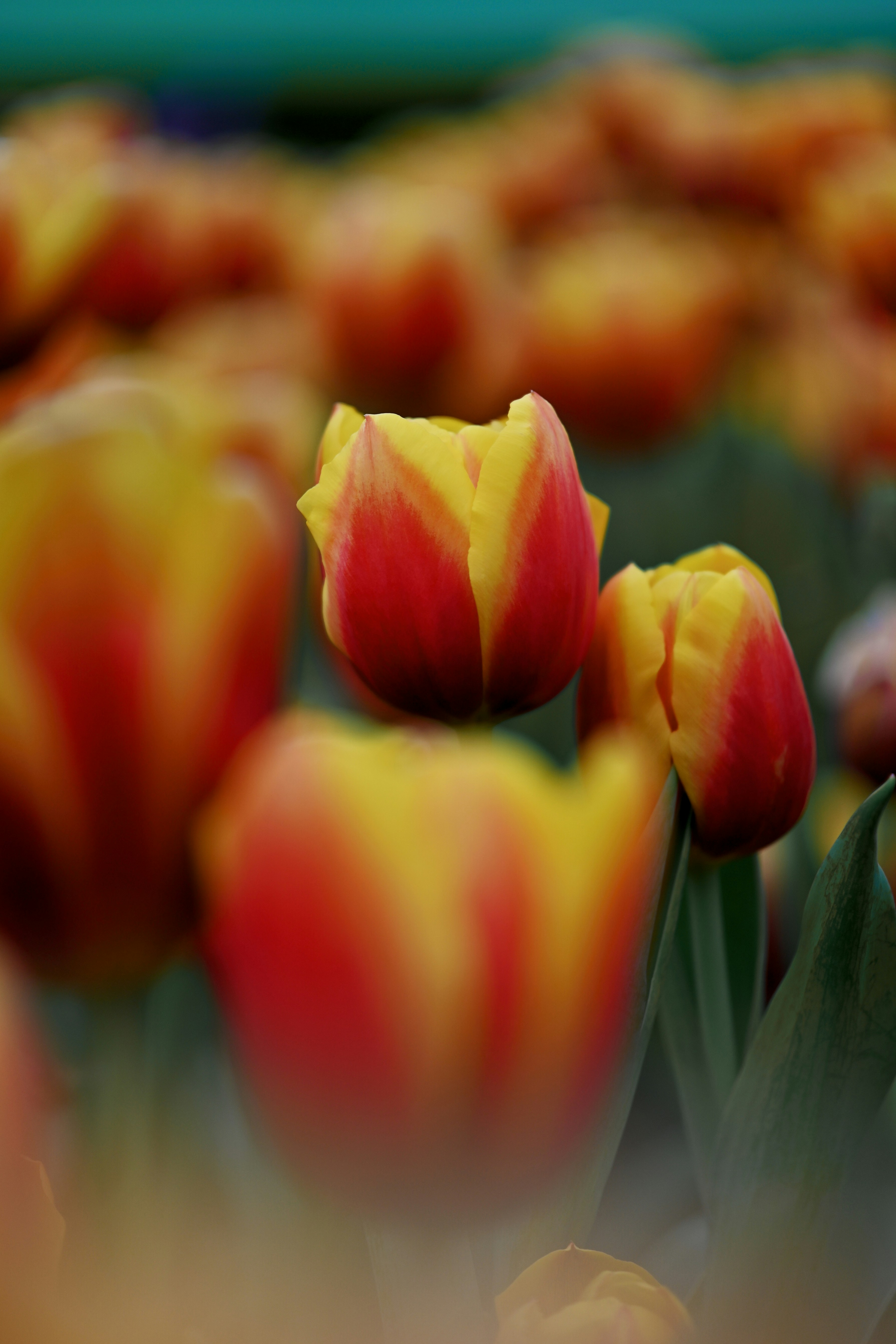 Photo by raidayzhang