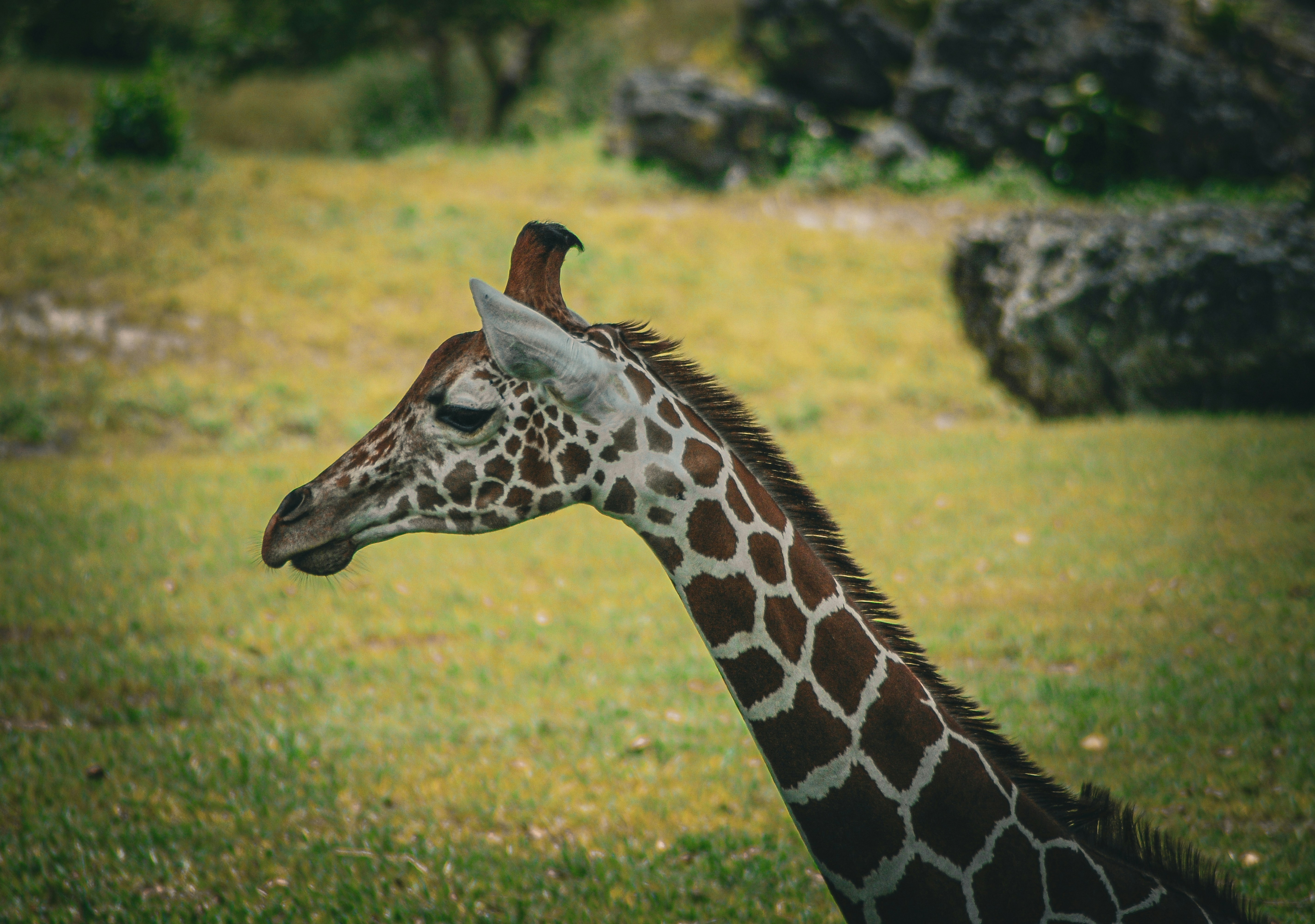 A giraffe's head and neck in a grassy field.