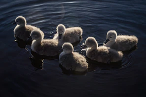 A group of fluffy cygnets swimming on dark water.