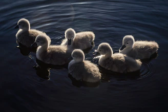 A group of fluffy cygnets swimming on dark water.