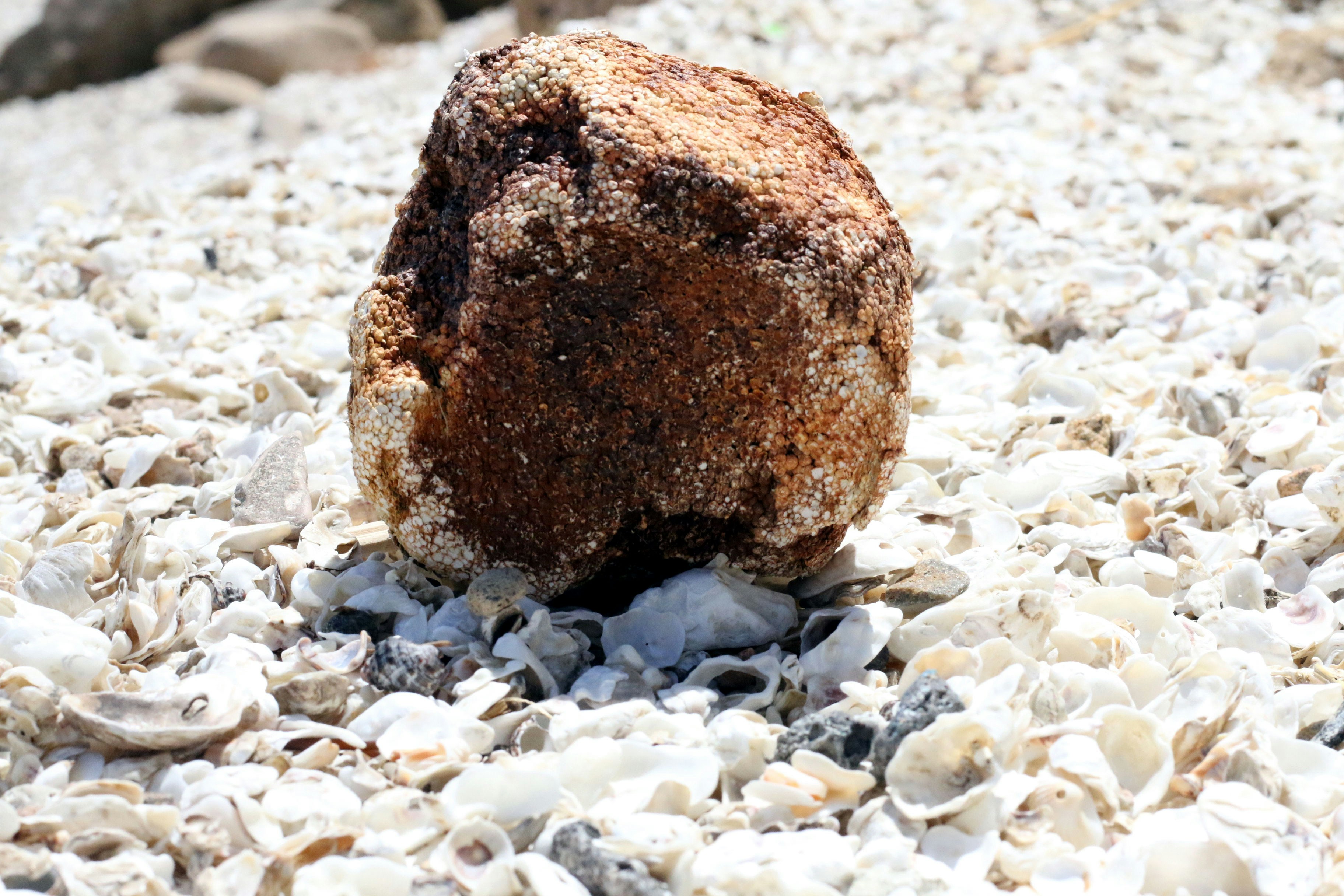 A single rock sits on a beach of shells. photo – Free Beach Image on ...