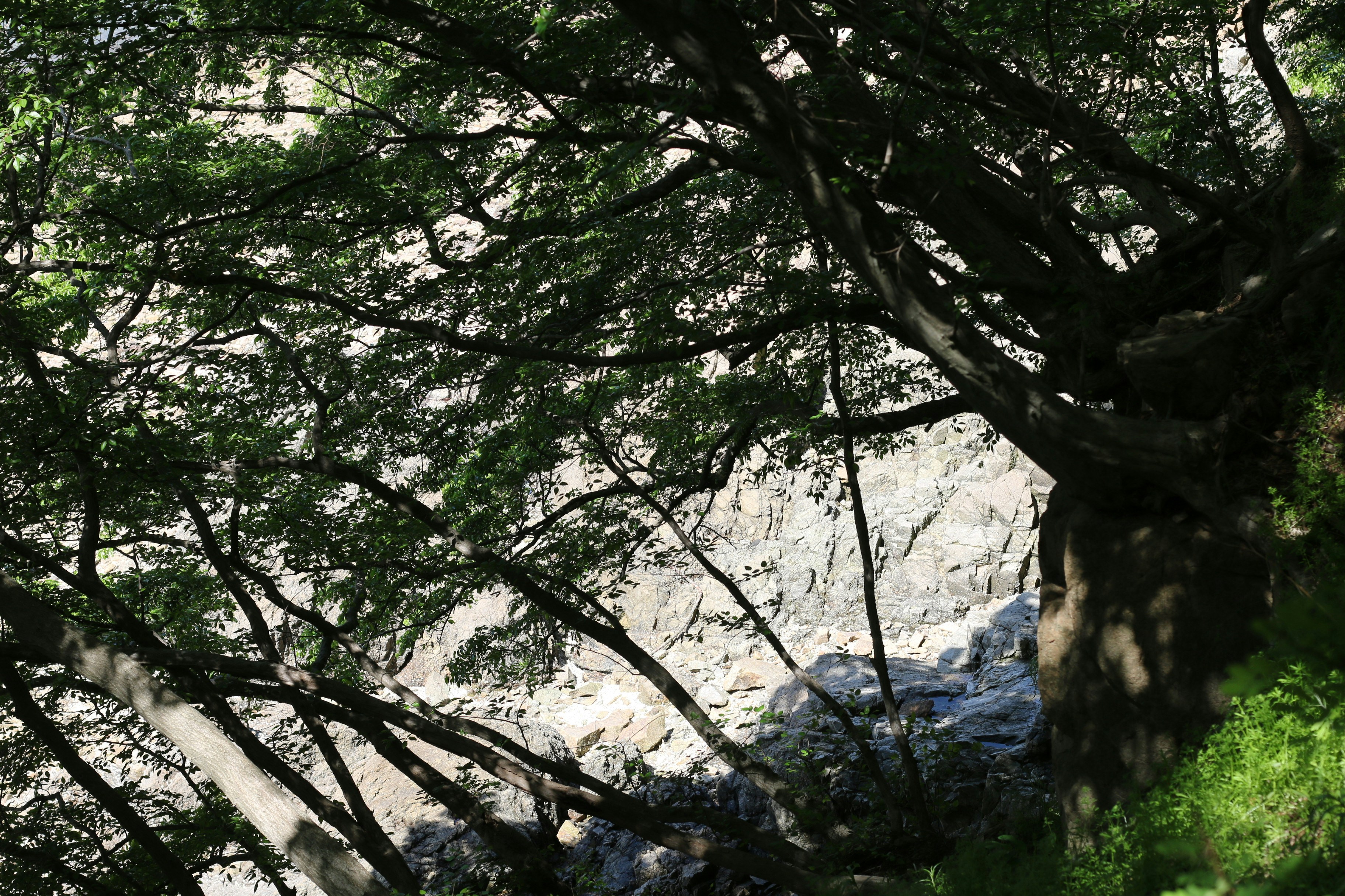 Overhead view of a rocky cliff through tree branches