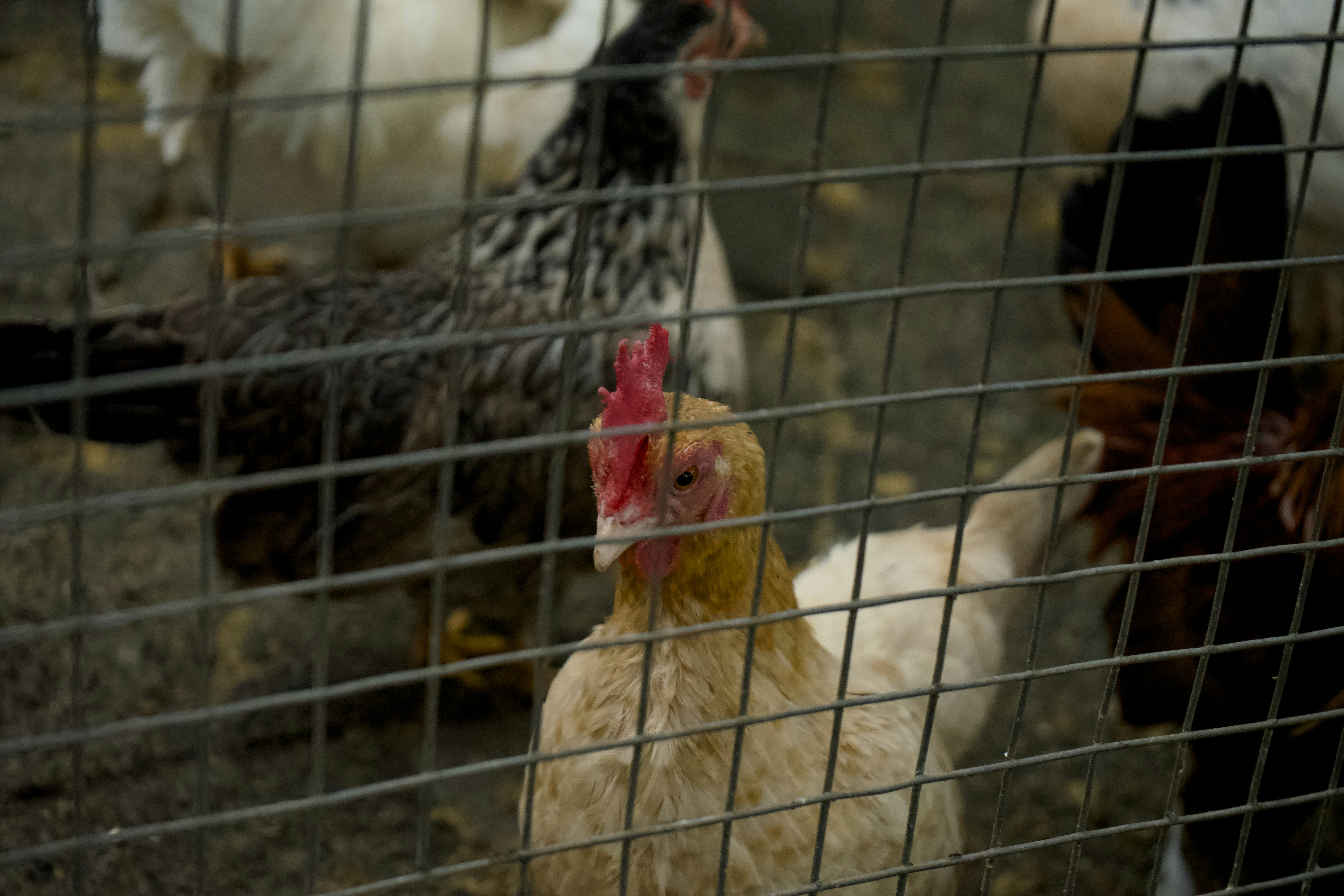 Organic Bird Food Brands in USA and Europe
