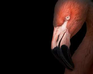 Close-up of a pink flamingo's head against black